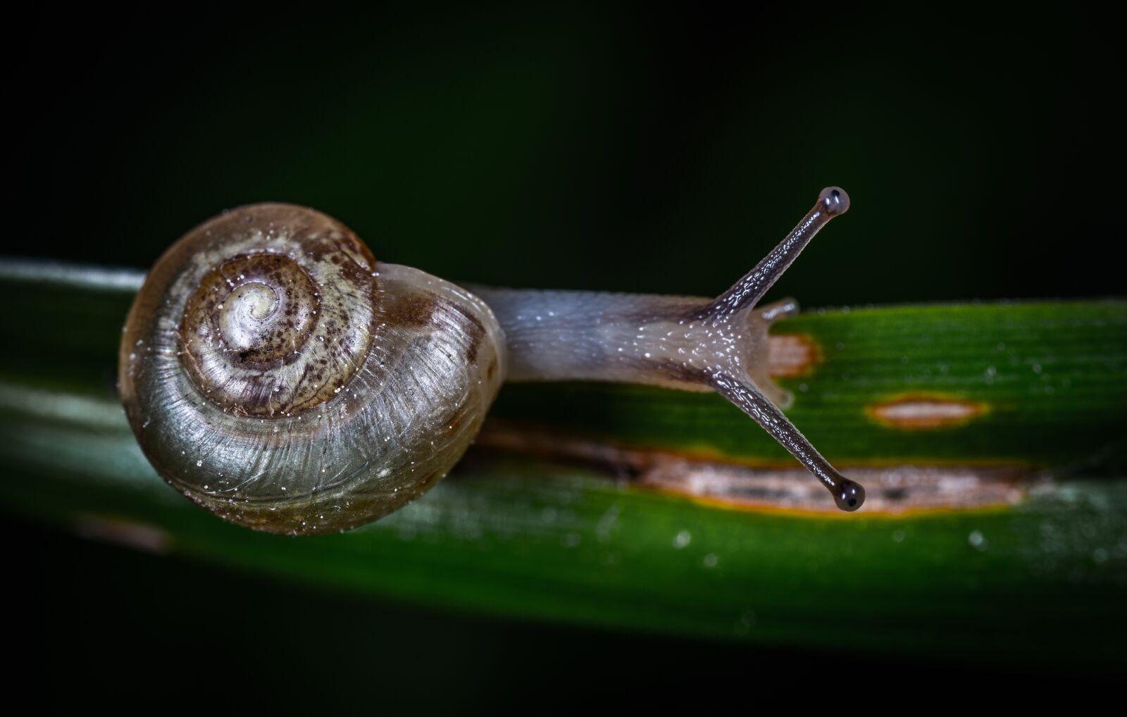 Sony a7R II sample photo. Gastropods, clam, macro photography