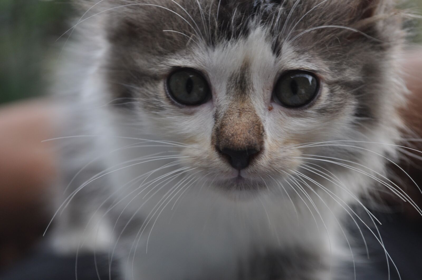 Nikon D5000 sample photo. Cat, cute, kitten photography