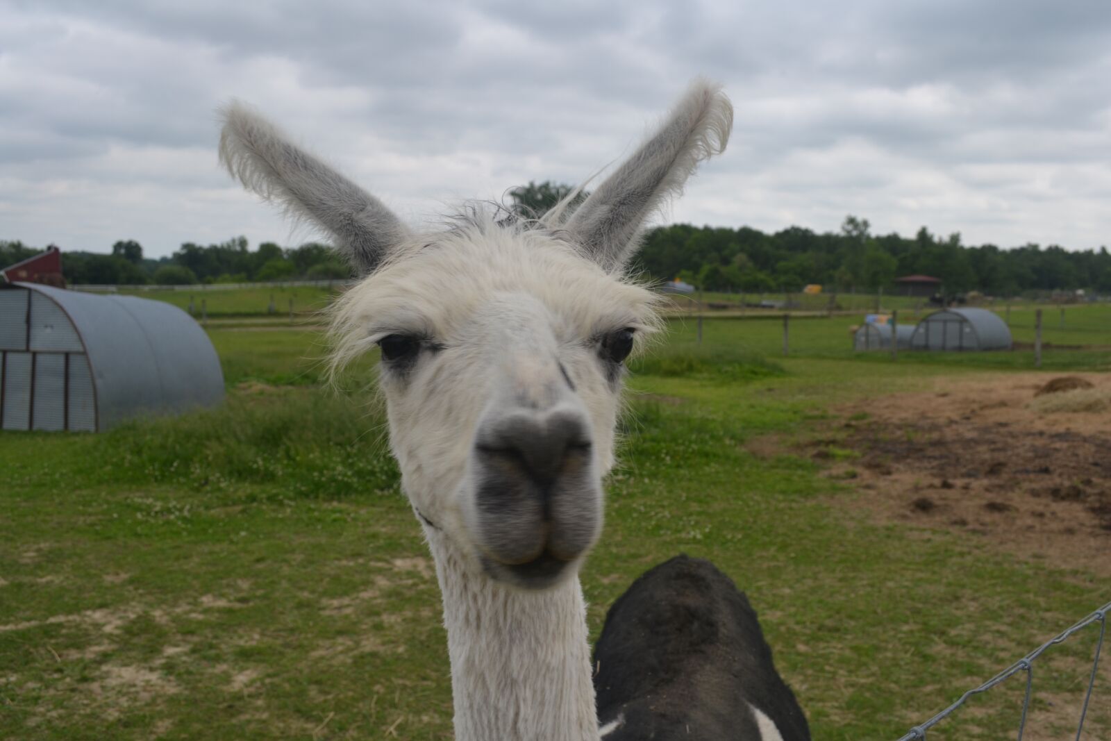 Nikon D3100 sample photo. Llama, black and white photography