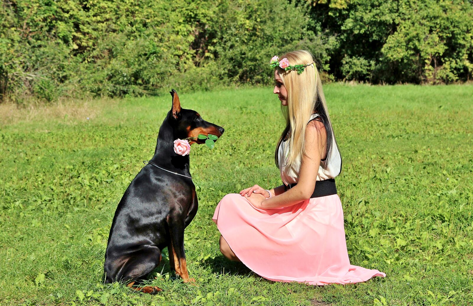 Canon EOS 600D (Rebel EOS T3i / EOS Kiss X5) sample photo. Doberman, dog, rose photography