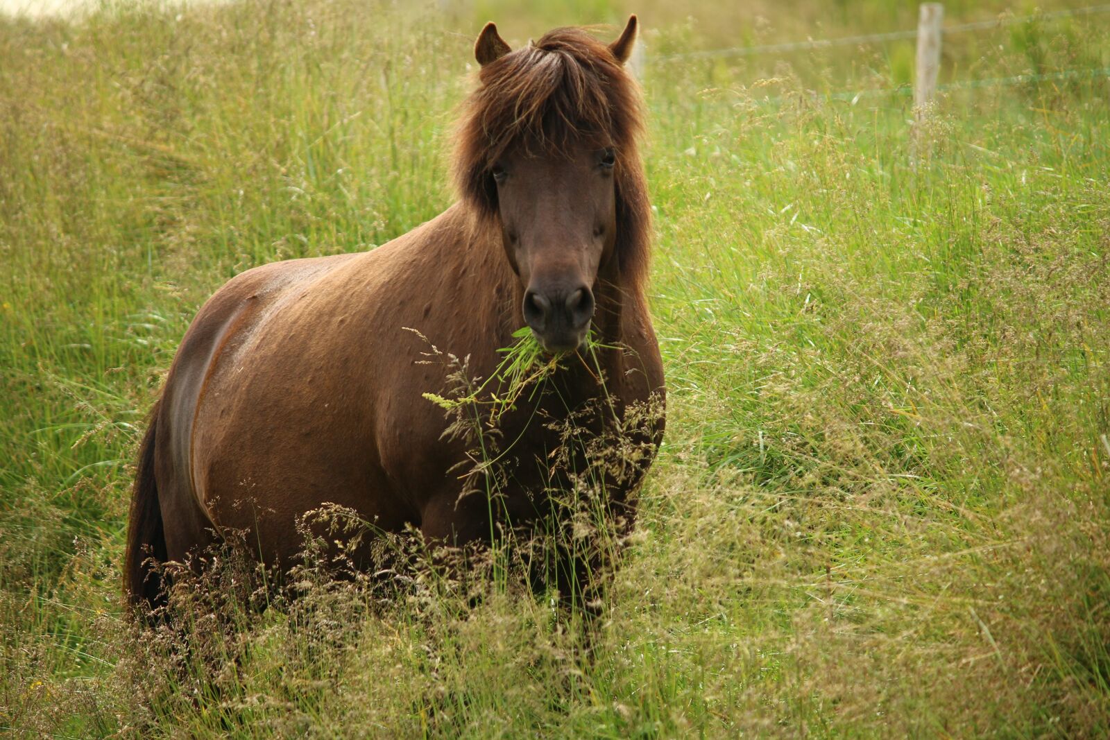 Canon EF-S 55-250mm F4-5.6 IS sample photo. Horse, spring, meadow photography