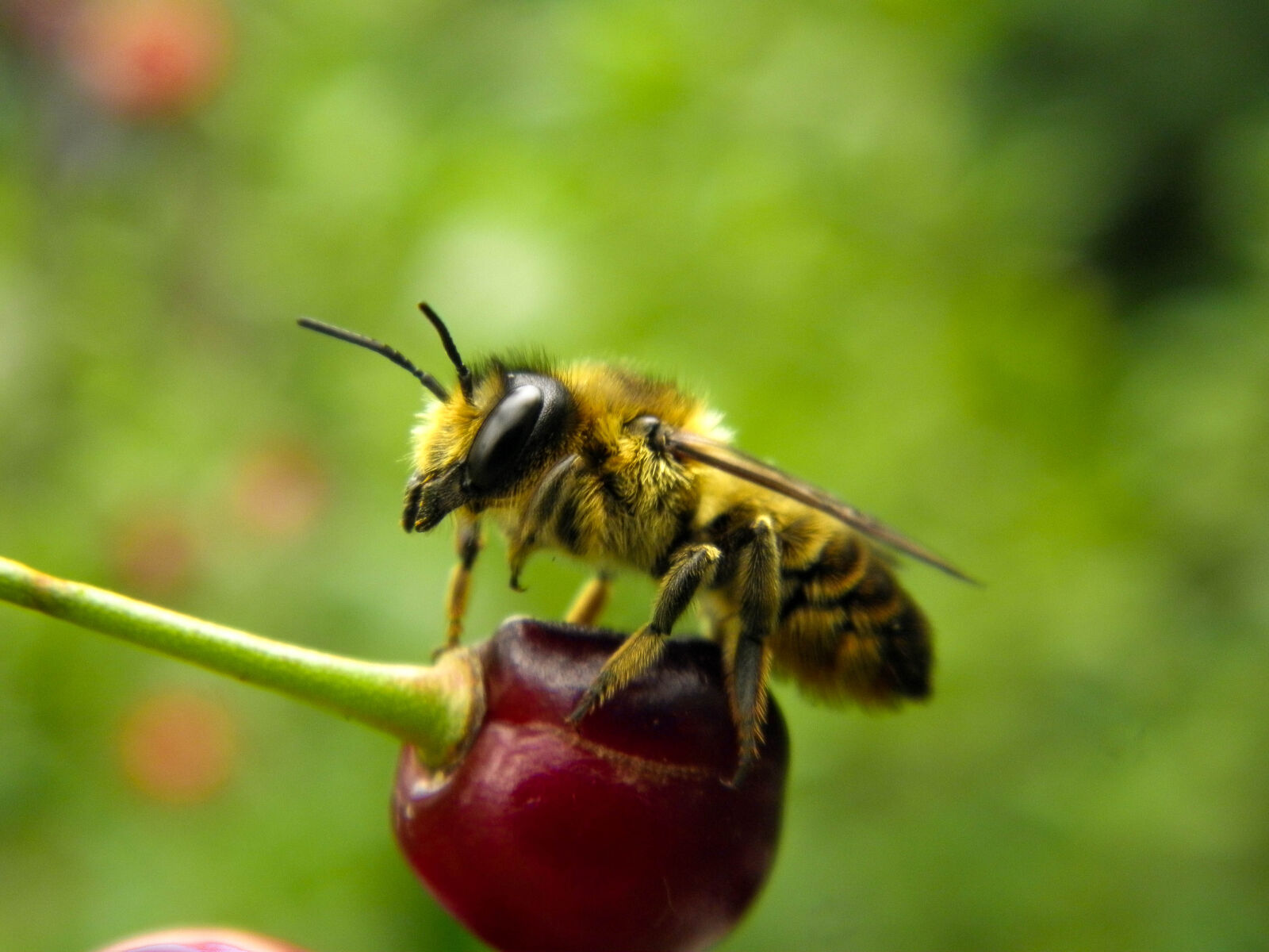 Olympus SP600UZ sample photo. Bee, berry, cherry, green photography