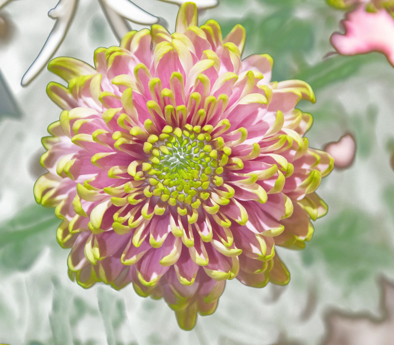 Canon EOS 80D sample photo. Chrysanthemum, blossom, bloom photography
