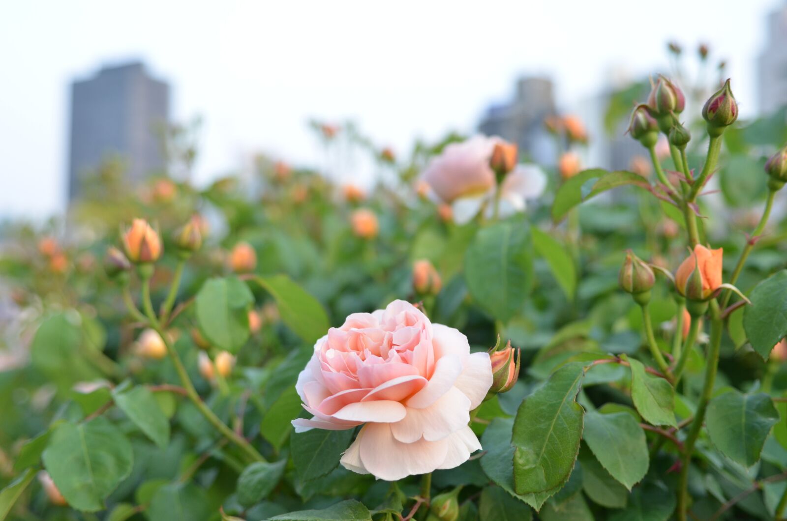 Nikon D5100 sample photo. Urban park, rose, park photography