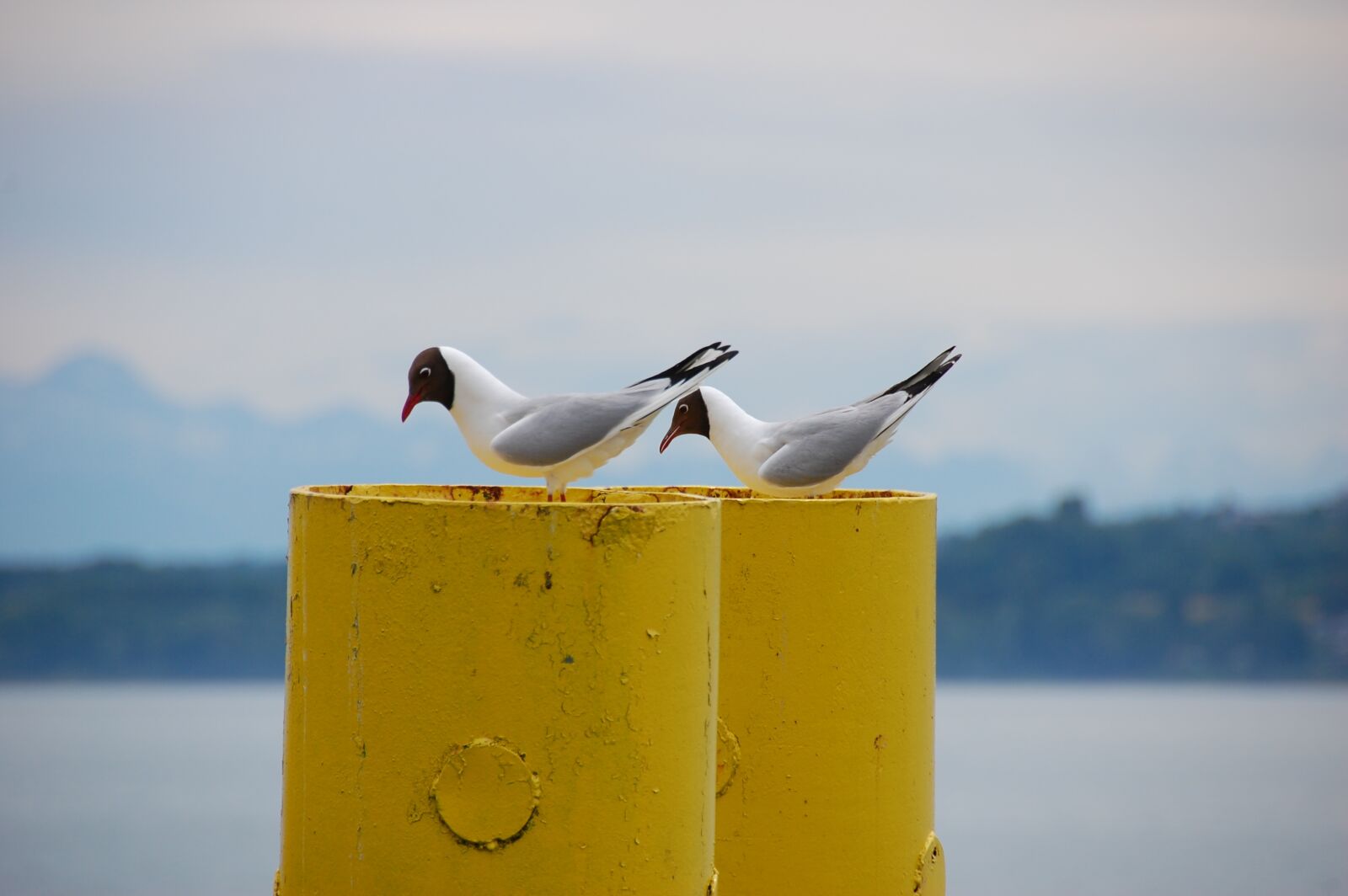 Nikon D40 sample photo. Seagull, two seagulls, bird photography