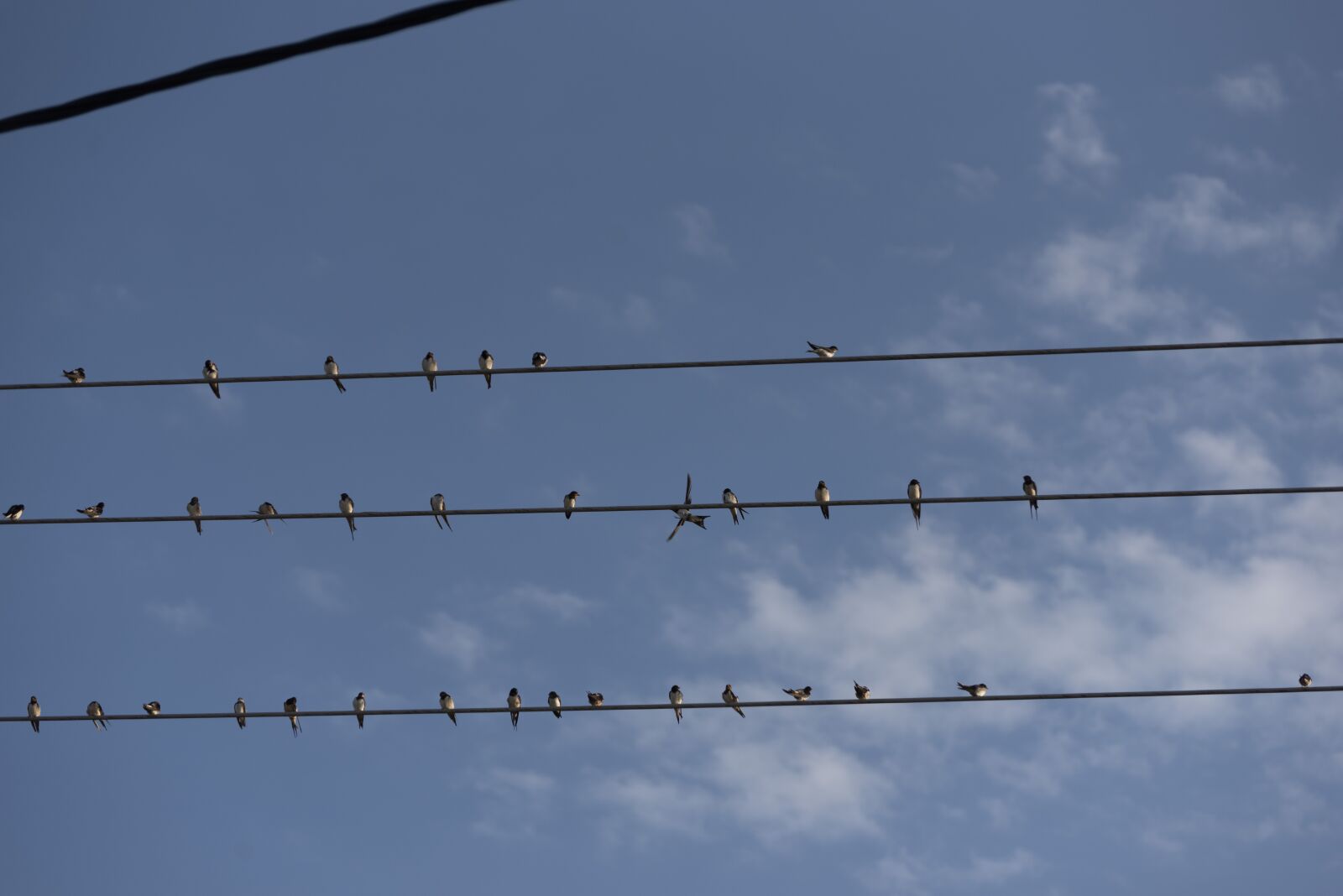 Nikon D750 sample photo. Swallows, birds, swallow photography