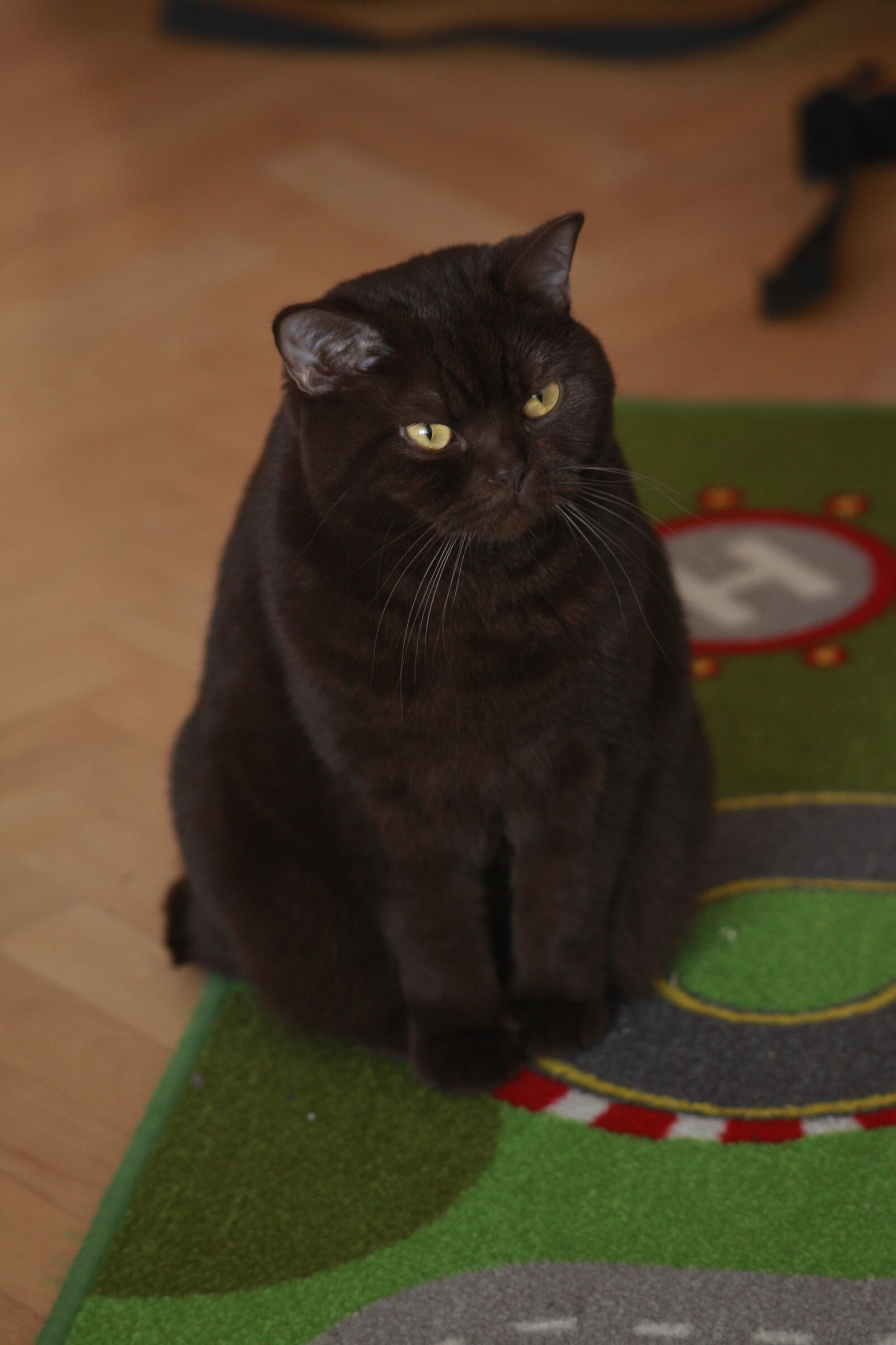 Canon EOS 5D Mark II sample photo. Cat, animal, british photography