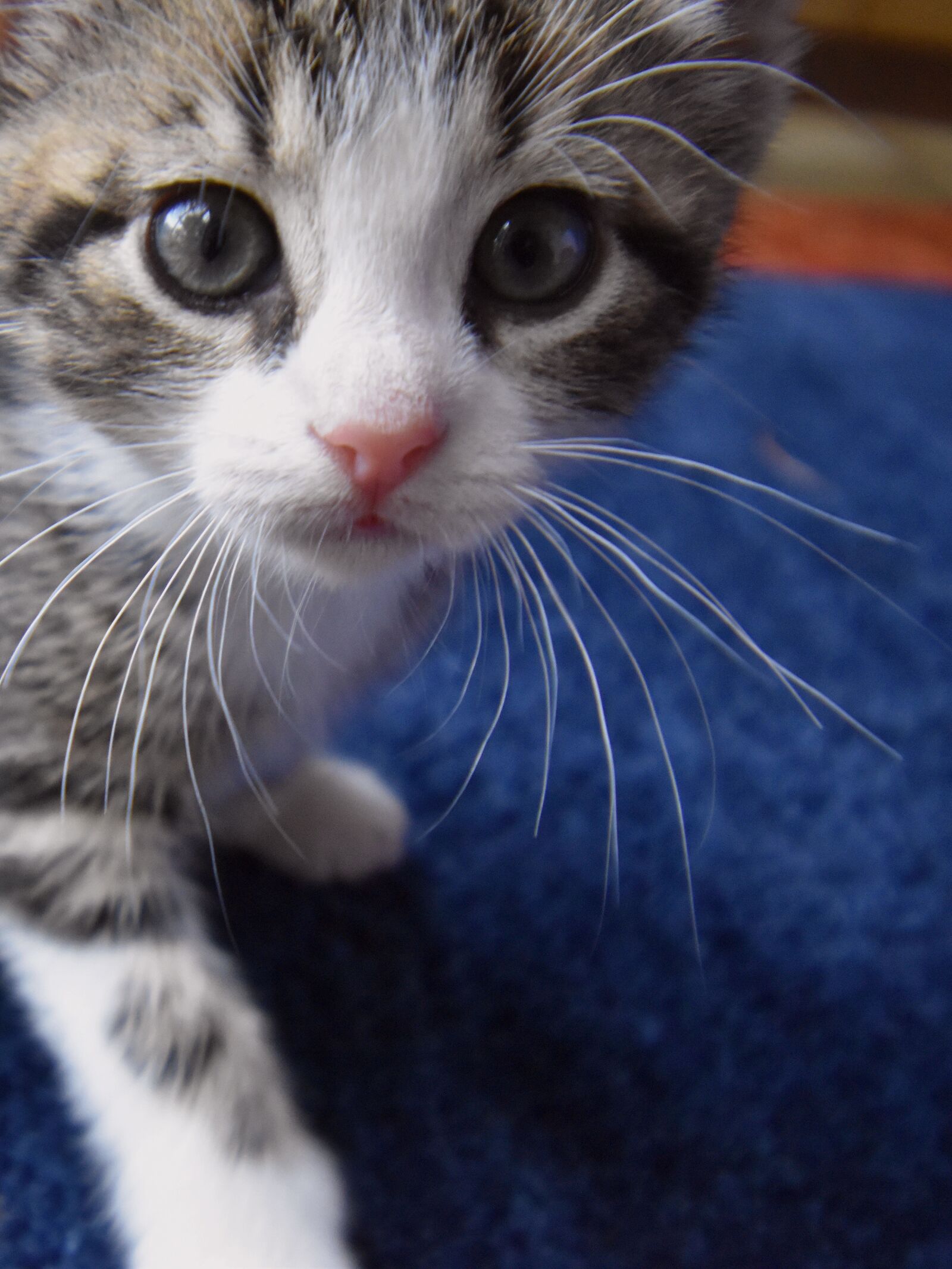 Nikon D5600 sample photo. Cat, kitten, domestic cat photography