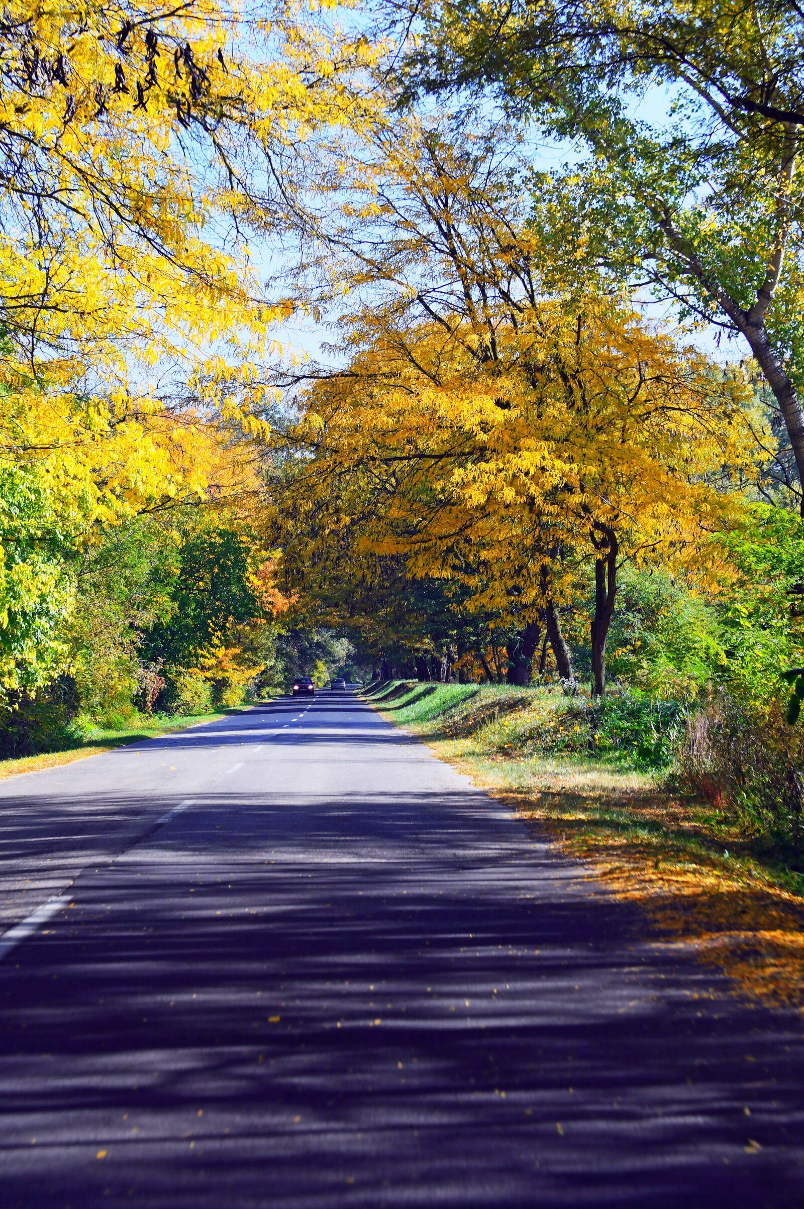 Nikon D3200 sample photo. Autumn, autumn road, autumn photography