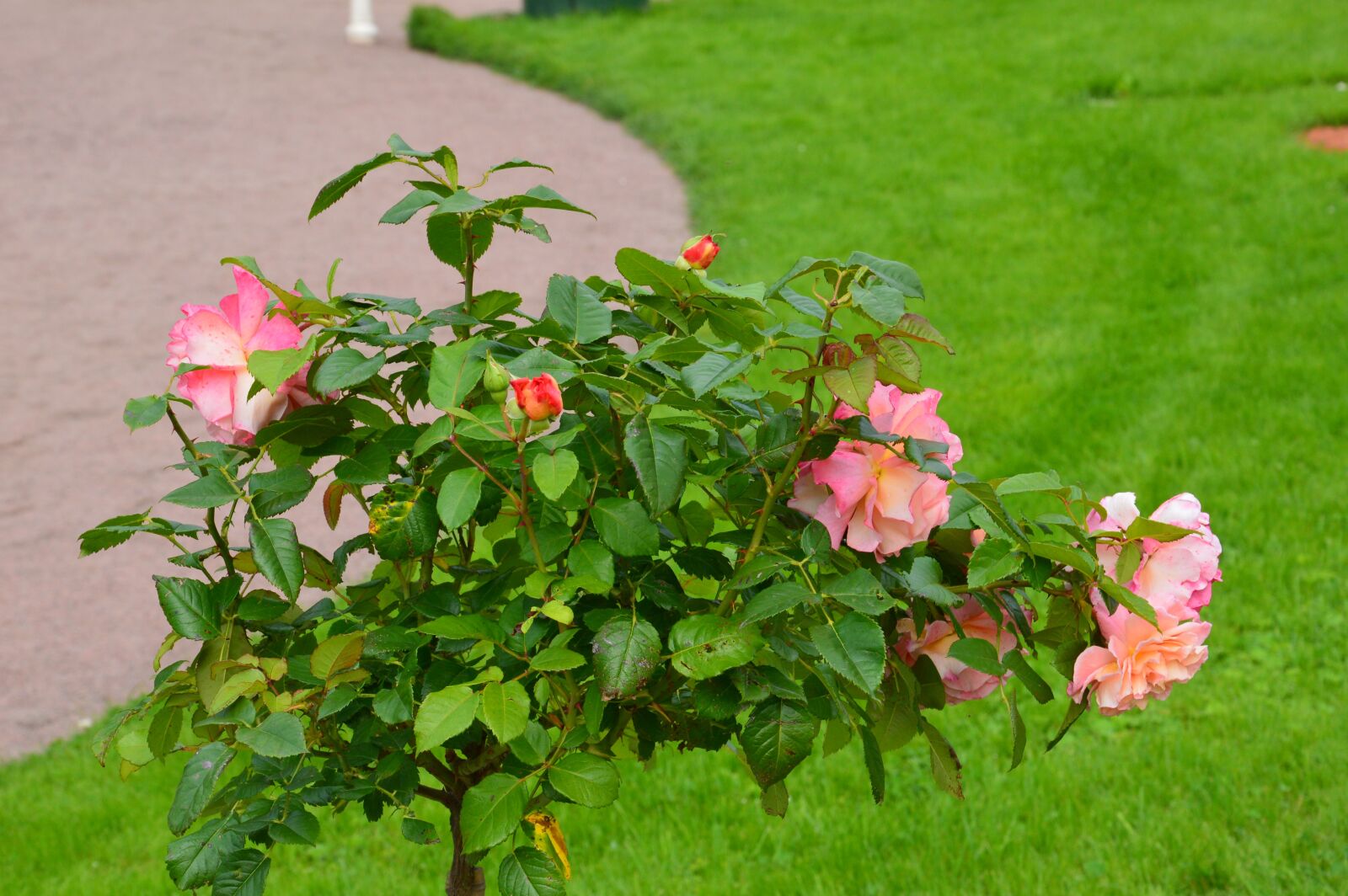 Nikon D3200 sample photo. Flower, sheet, nature photography