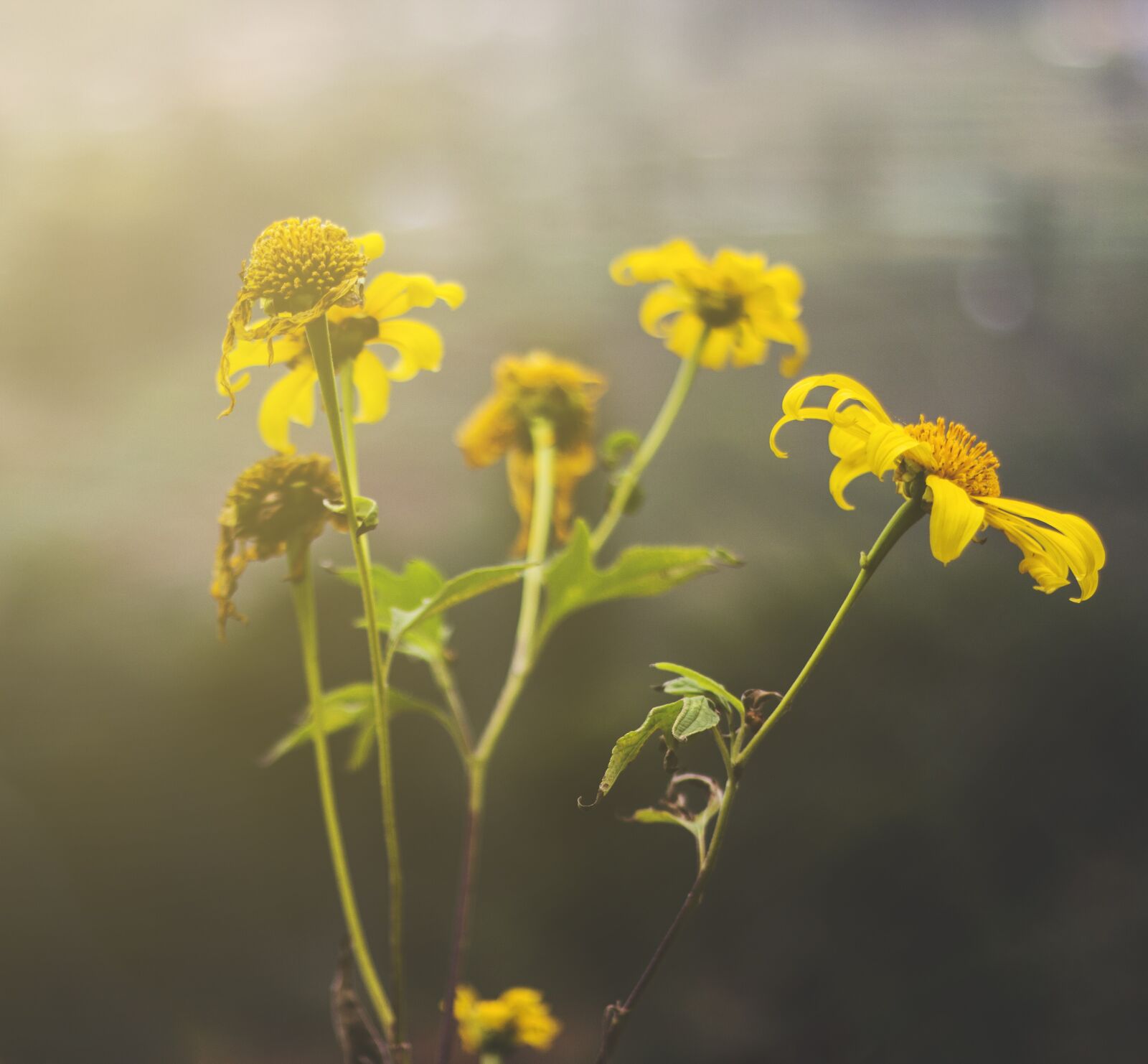Canon EOS 600D (Rebel EOS T3i / EOS Kiss X5) + Canon EF 50mm F1.8 II sample photo. Flowers, yellow, sunflower photography