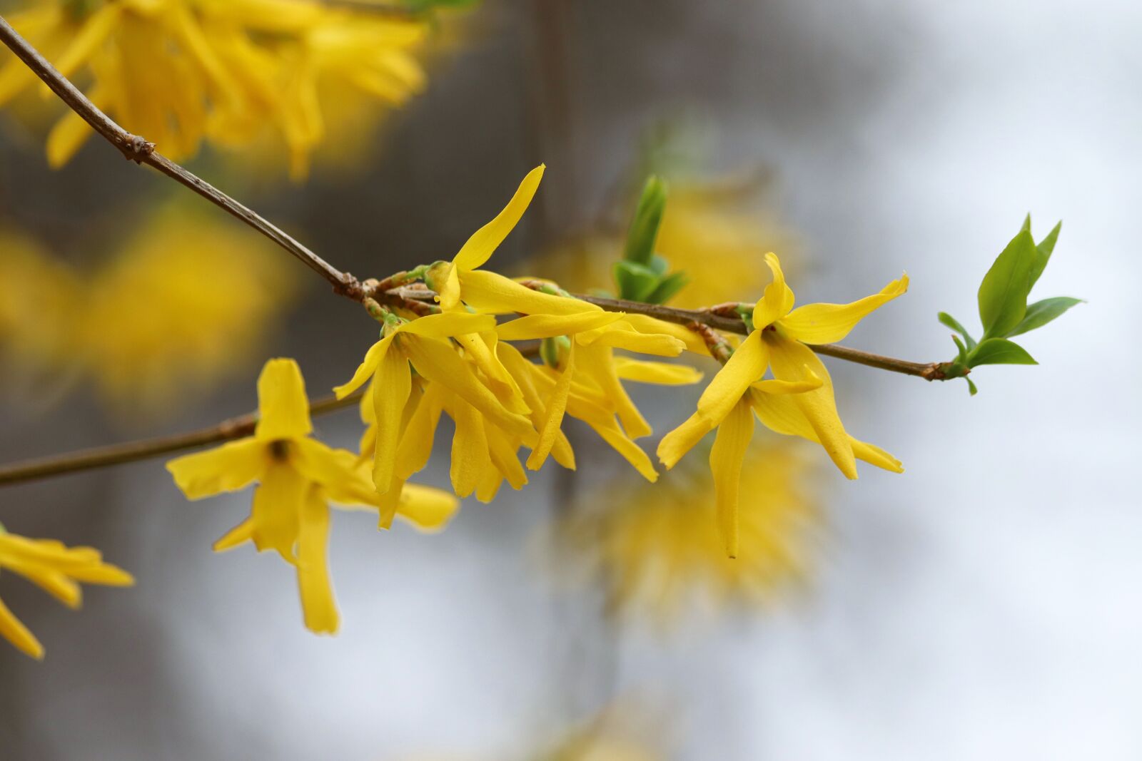Canon EOS 200D (EOS Rebel SL2 / EOS Kiss X9) sample photo. Spring, forsythia, yellow photography