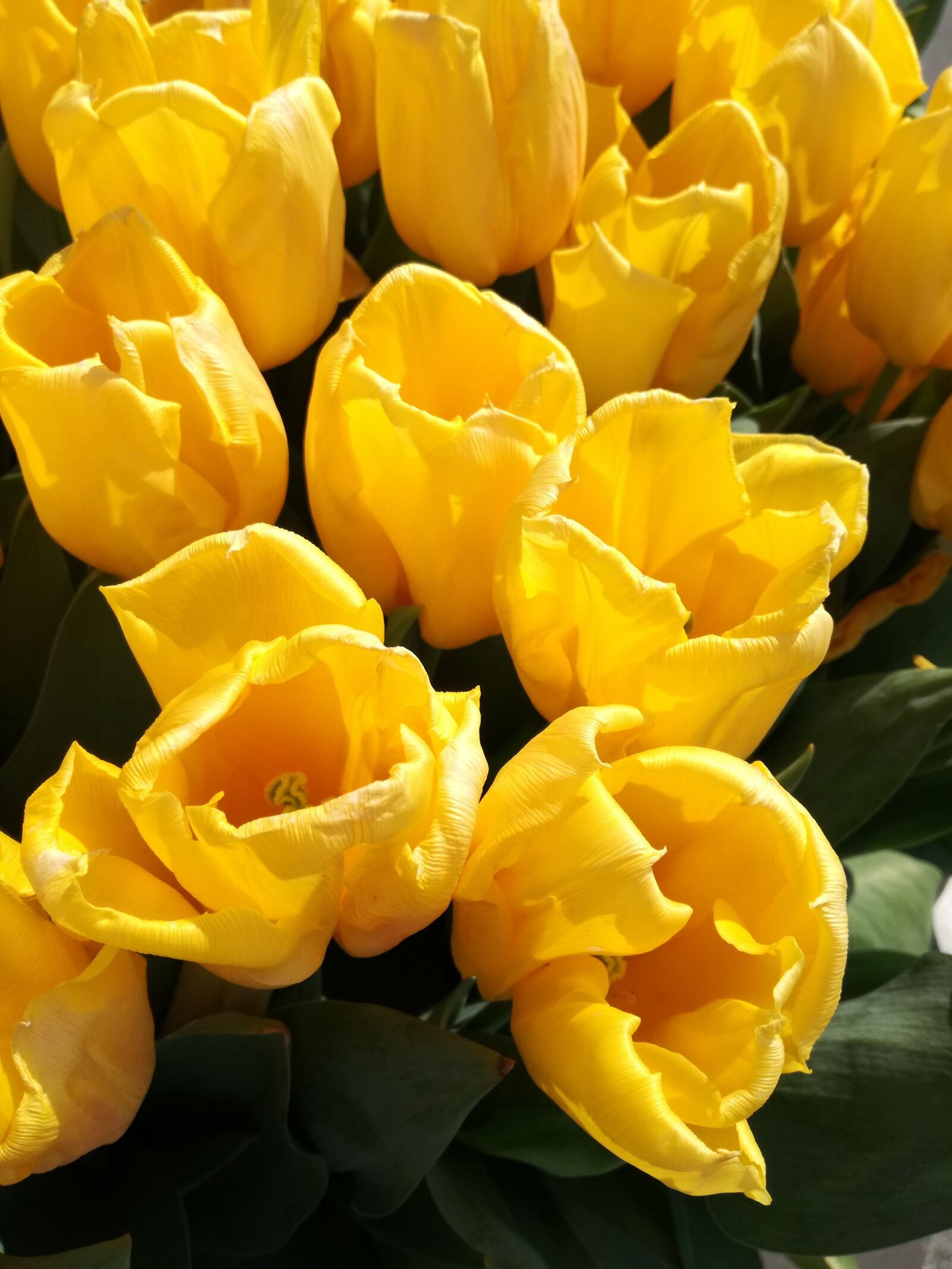 HUAWEI P9 LITE sample photo. Tulips, amsterdam photography