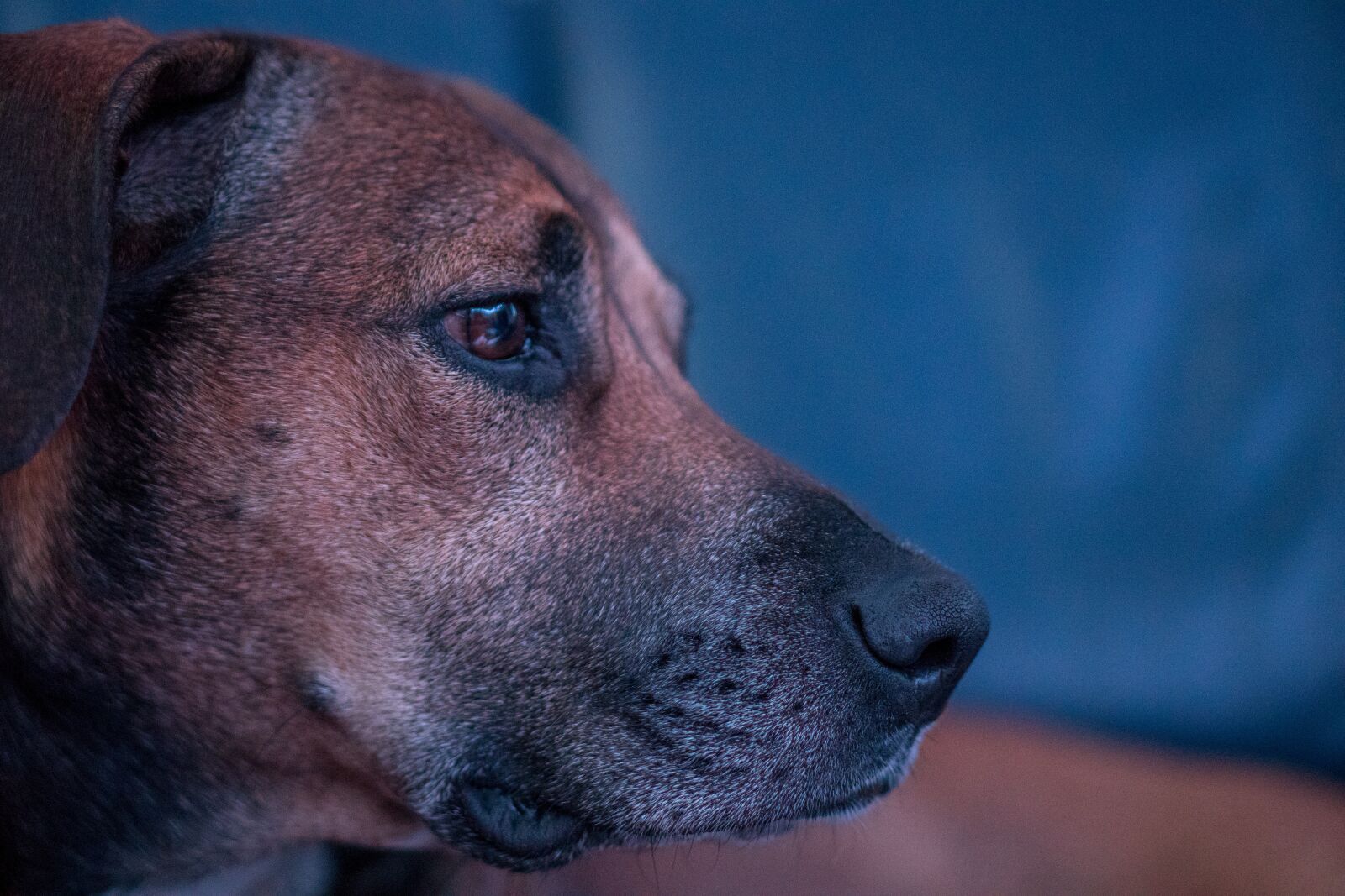 Sony a6300 + E 50mm F1.8 OSS sample photo. Dog, nose, eyes photography