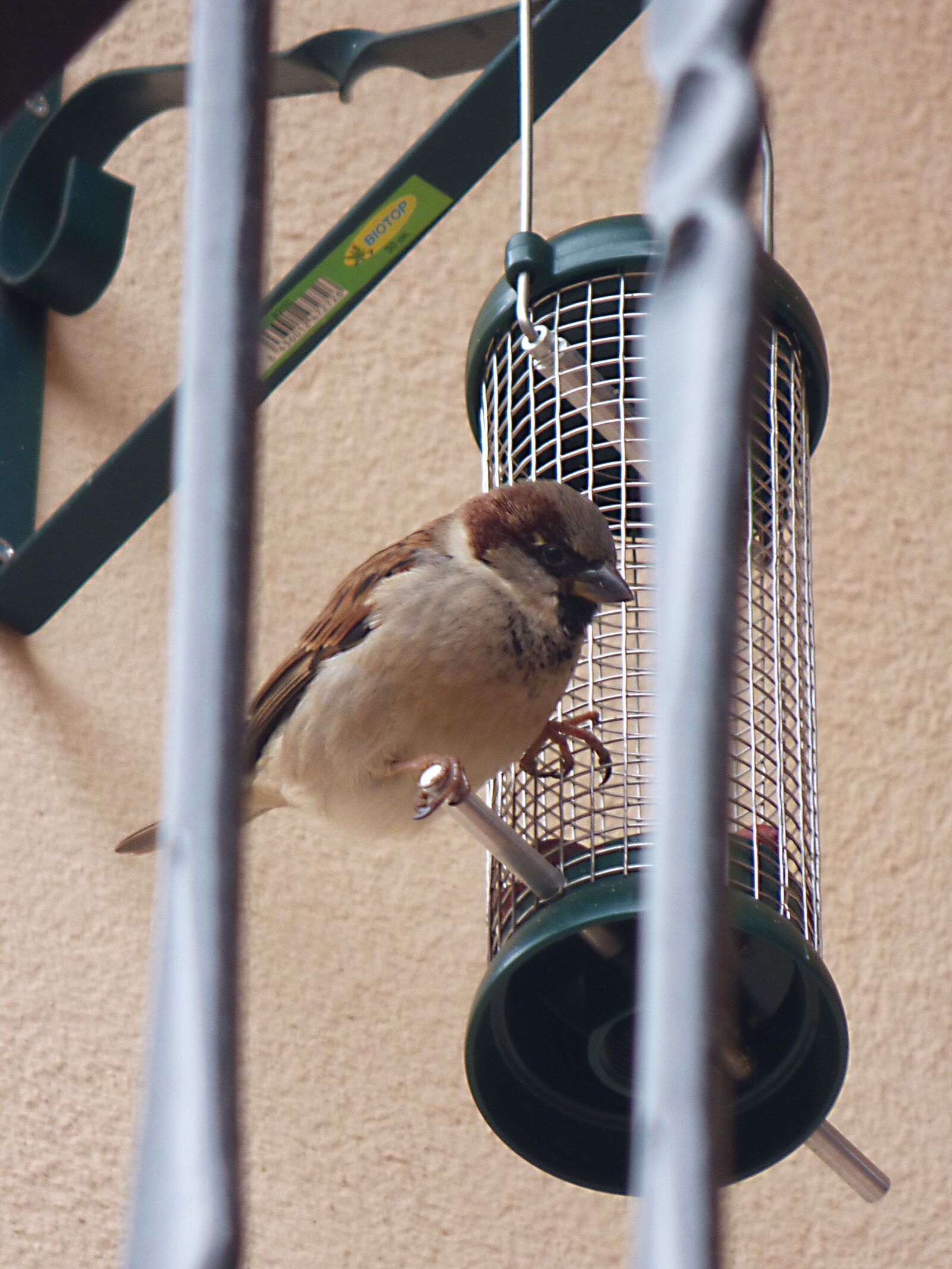 Panasonic Lumix DMC-FZ70 sample photo. Sparrow, bird, feeder photography