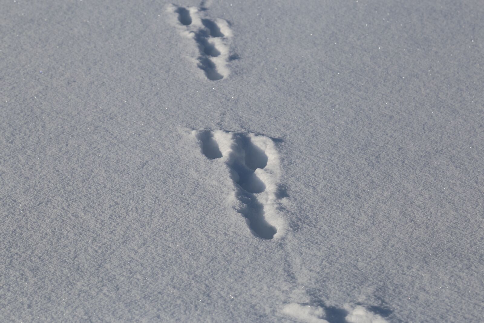 Canon EOS 6D + Canon EF 24-105mm F4L IS USM sample photo. Frost, no person, snow photography