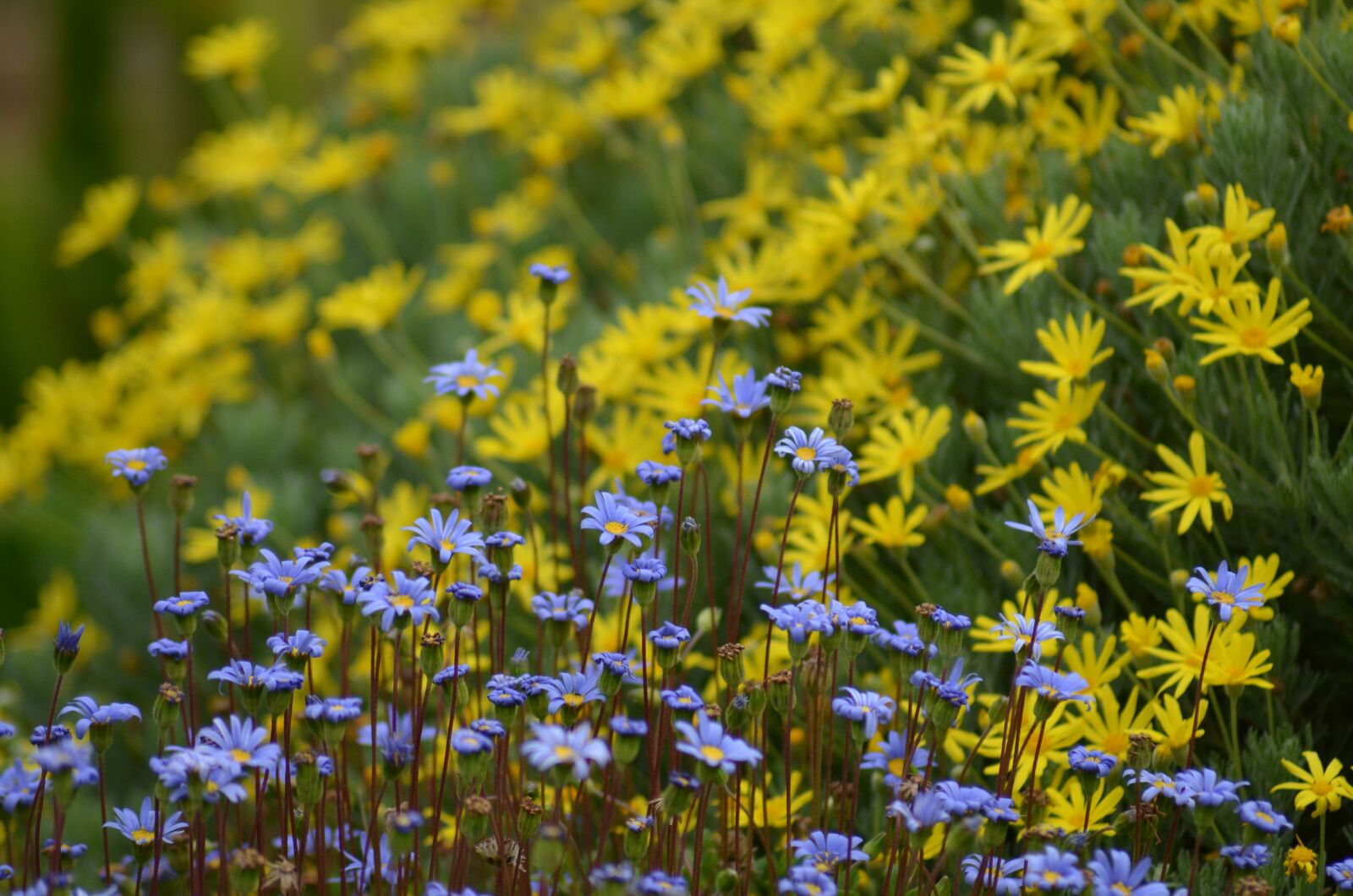 Nikon D5100 sample photo. Flower meadow, blue yellow photography