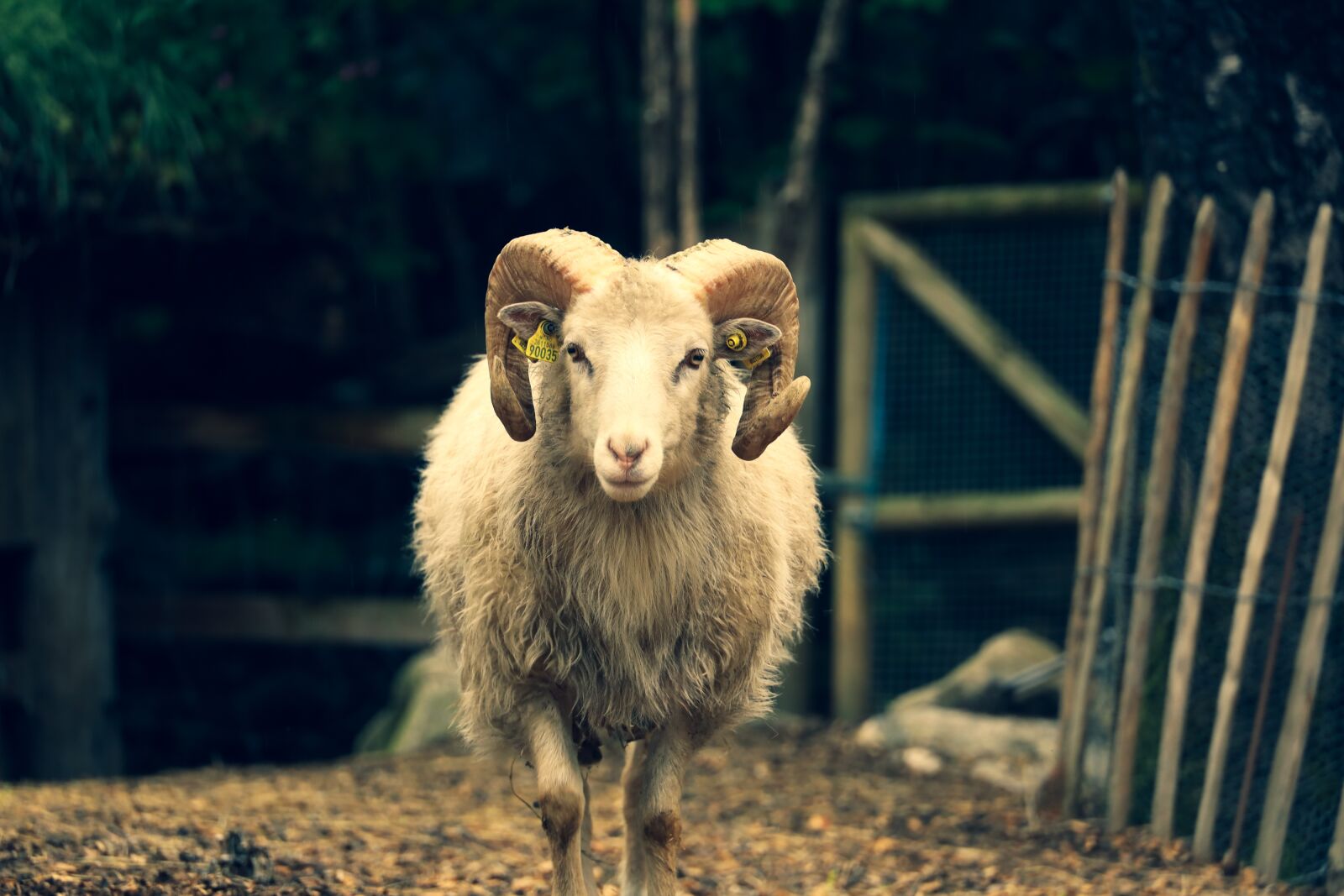Canon RF 24-240mm F4-6.3 IS USM sample photo. Sheep, horns, animal photography