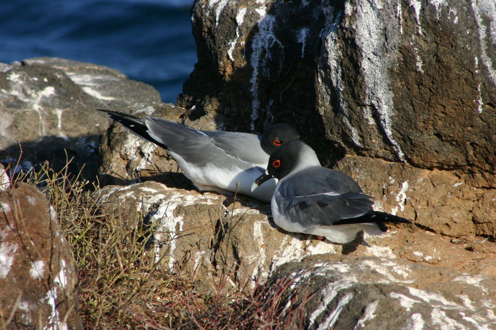 Canon EOS 300D (EOS Digital Rebel / EOS Kiss Digital) sample photo. Galapagos, wildlife, ecuador photography