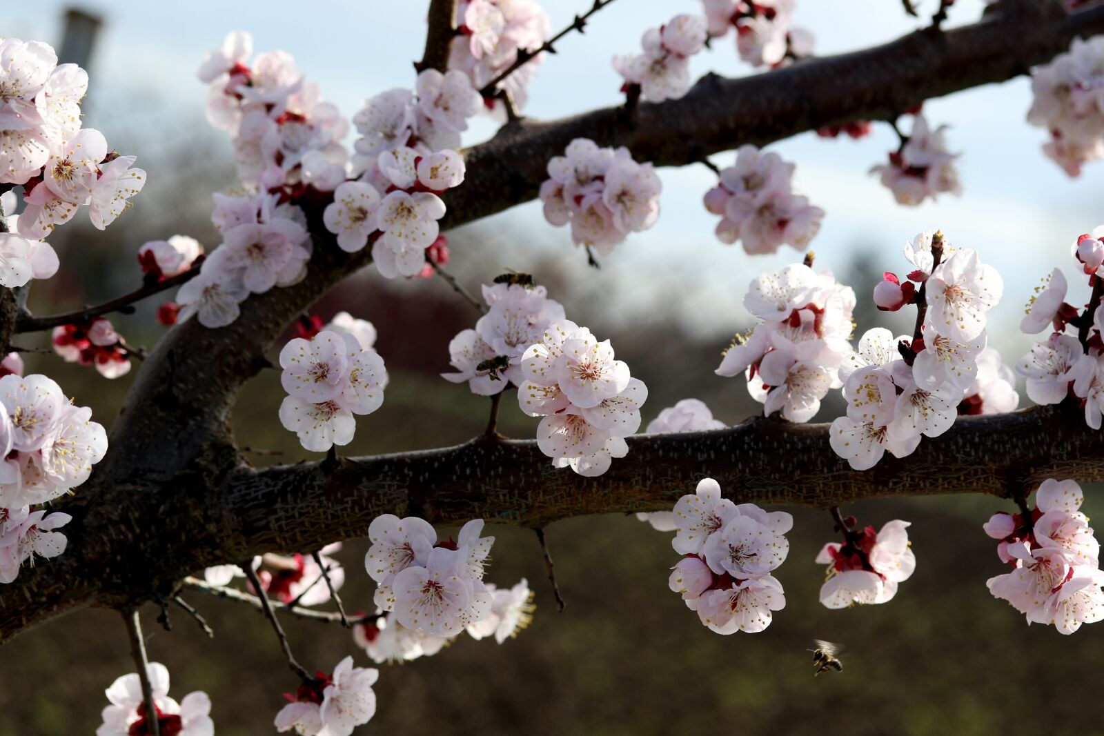 Canon EF-S 60mm F2.8 Macro USM sample photo. Flowers, white, spring photography