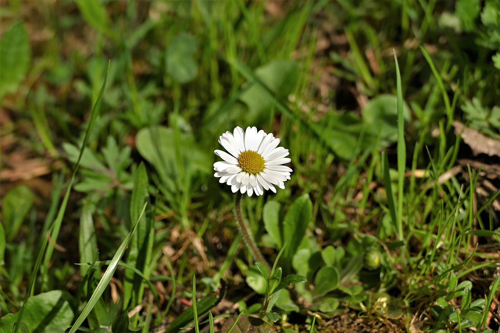 Panasonic Lumix DMC-FZ1000 sample photo. Daisy, flower, spring photography