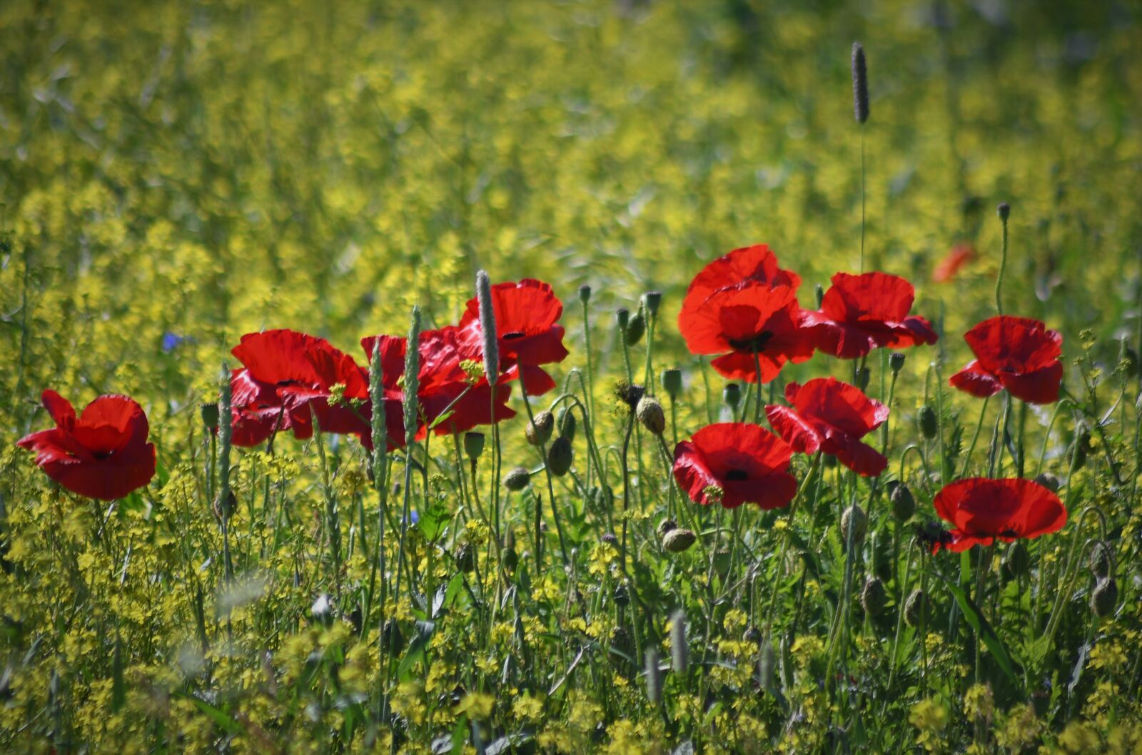 Nikon D7500 sample photo. Poppy, klatschmohn, red photography