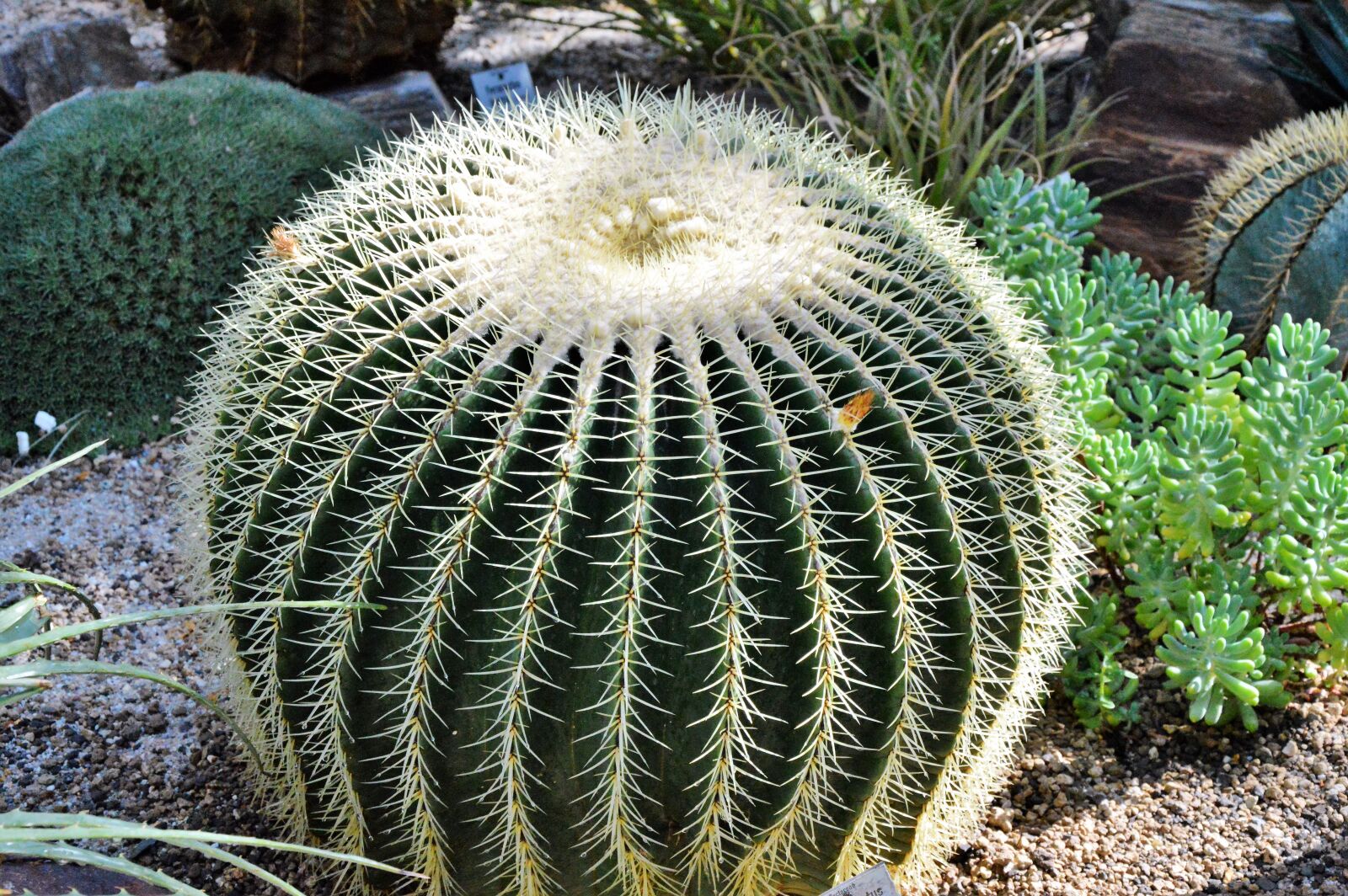 Nikon D3200 sample photo. Cactus, spur, green photography