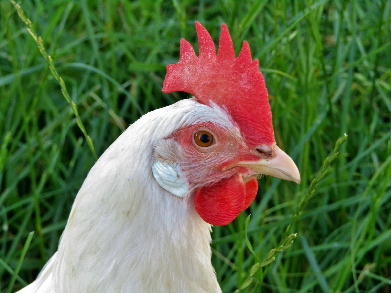 Canon POWERSHOT SX432 IS sample photo. Hen, chicken, white photography
