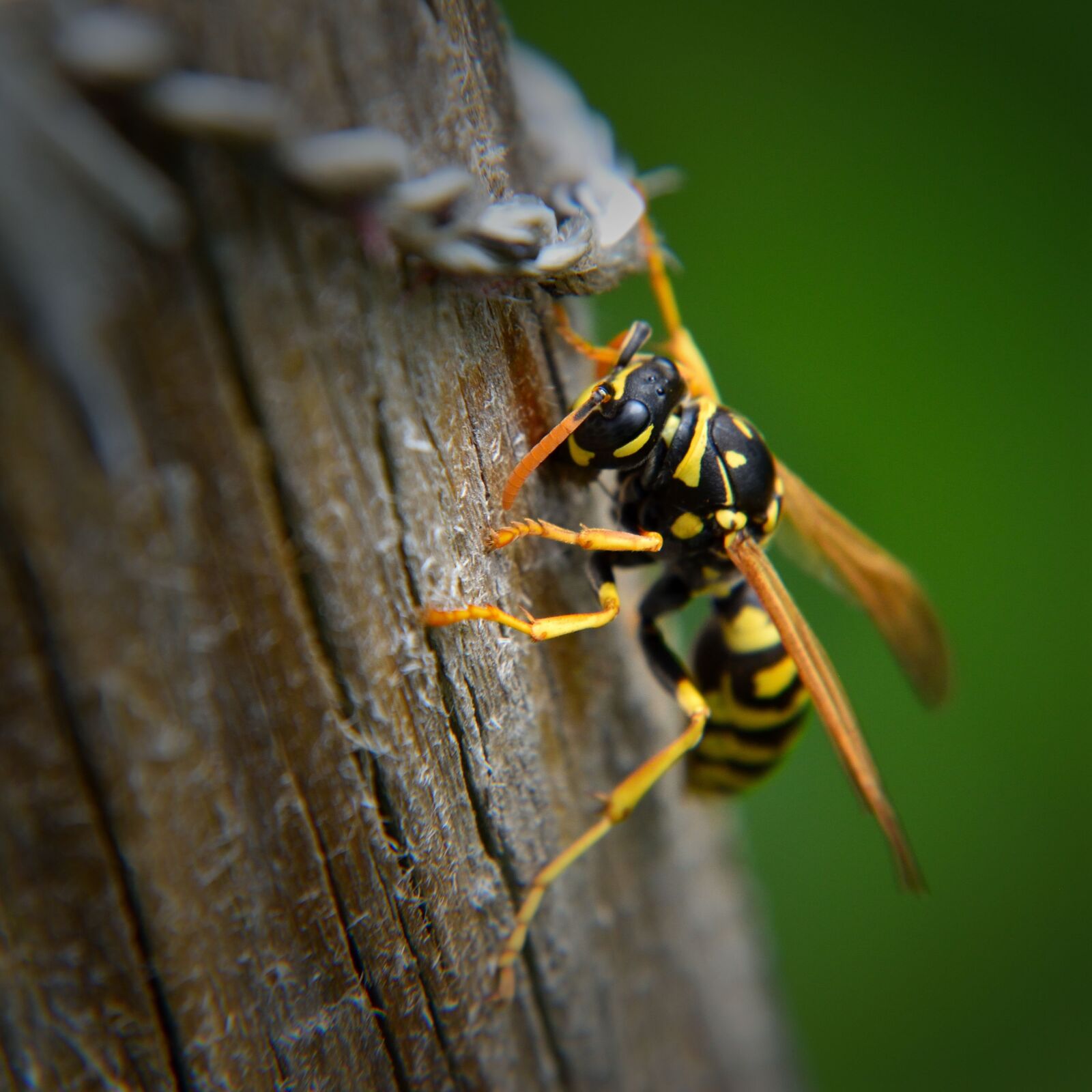 Nikon D5500 sample photo. Wasp, insect, nature photography