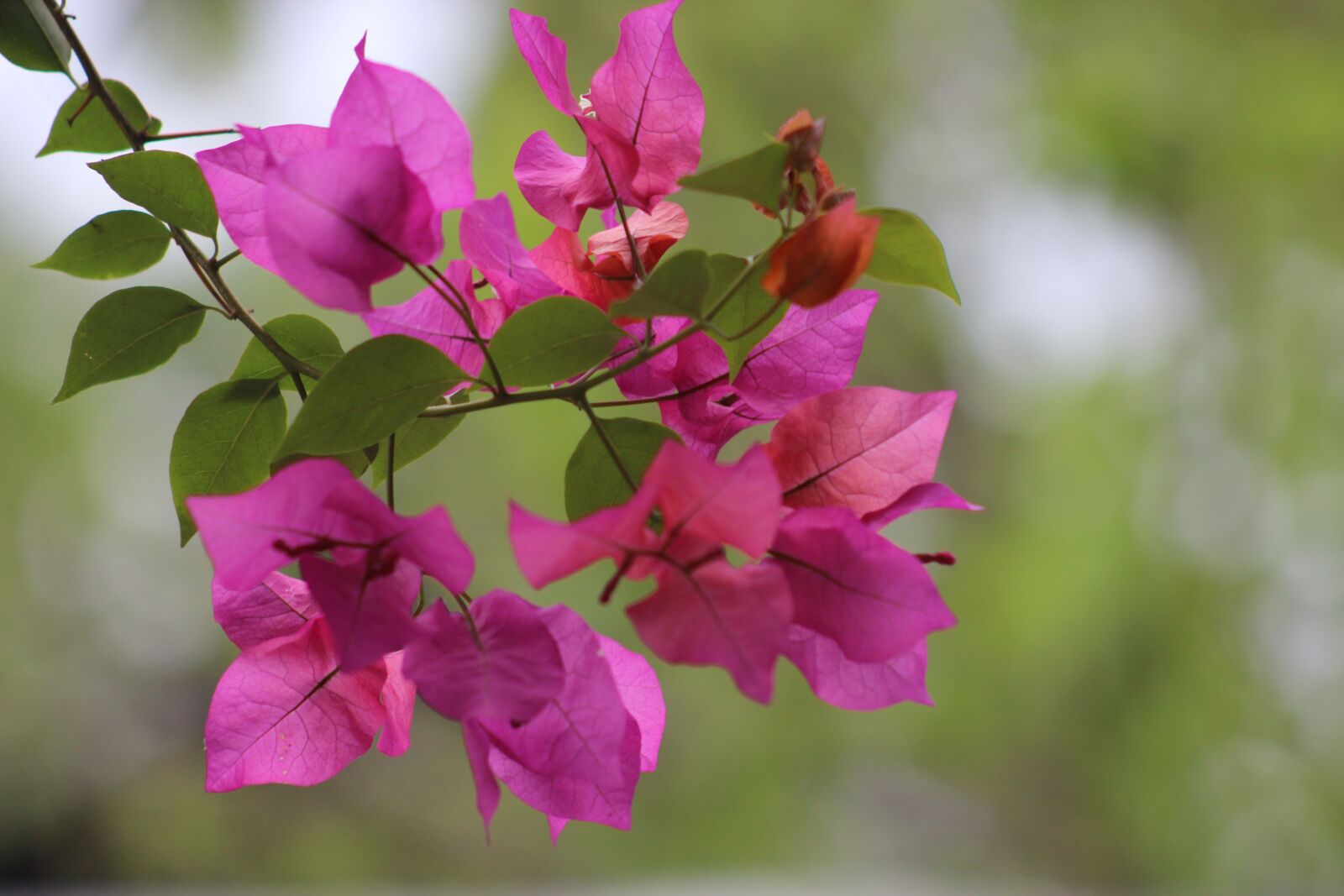 Canon EF75-300mm f/4-5.6 sample photo. Flower, flora, nature photography