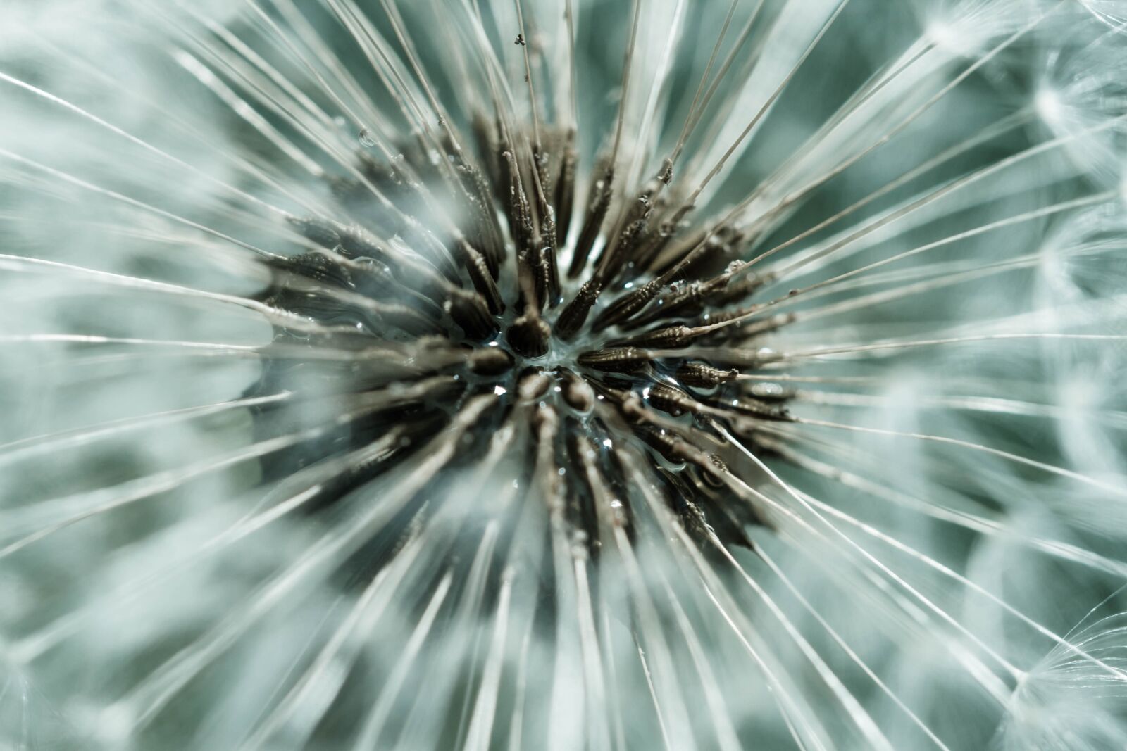 Canon EF 100mm F2.8L Macro IS USM sample photo. Dandelion, blossom, flower photography