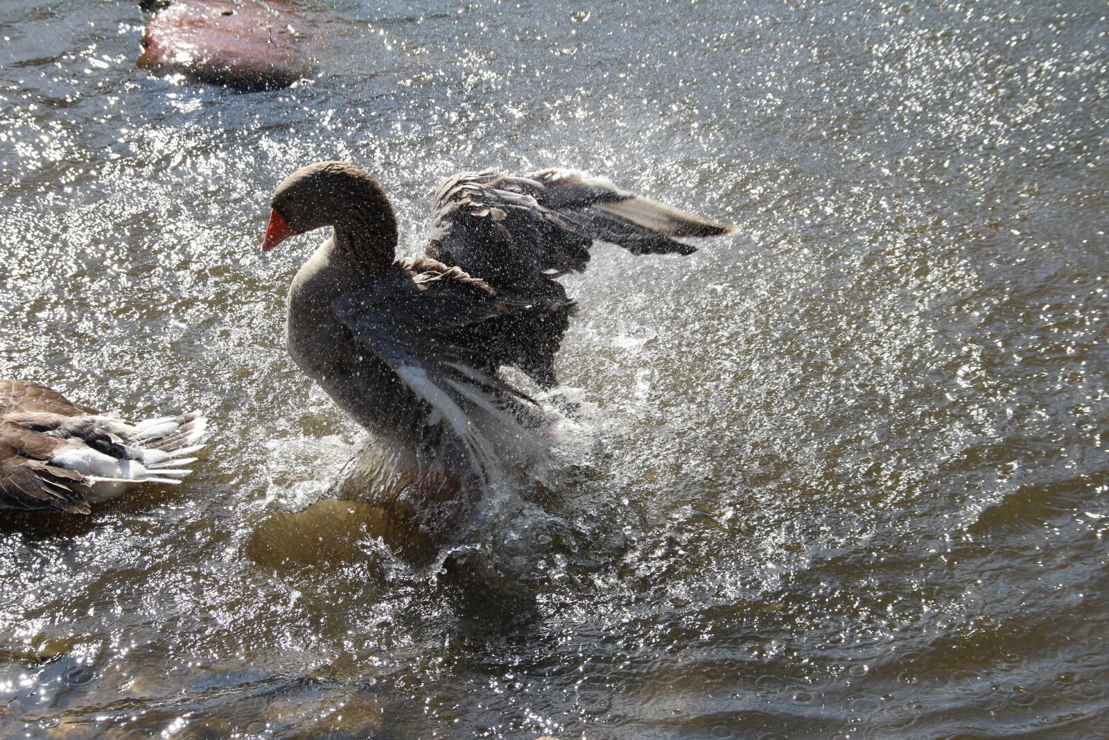 Canon EOS 650D (EOS Rebel T4i / EOS Kiss X6i) sample photo. Goose, water, bird photography