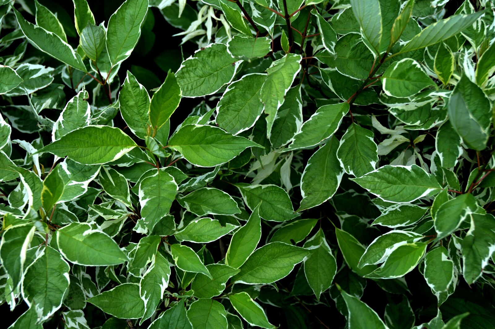 Nikon D3200 sample photo. Leaf, bio, green photography