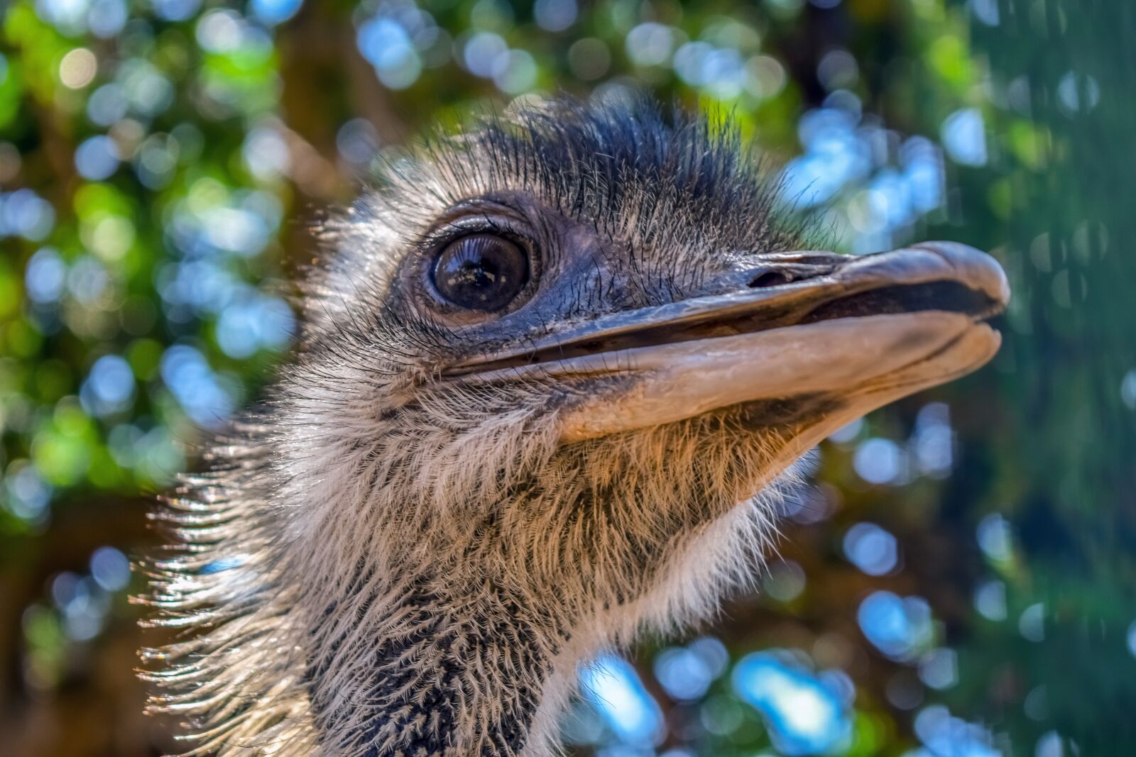 Nikon D3300 sample photo. Ostrich, bird, eye photography