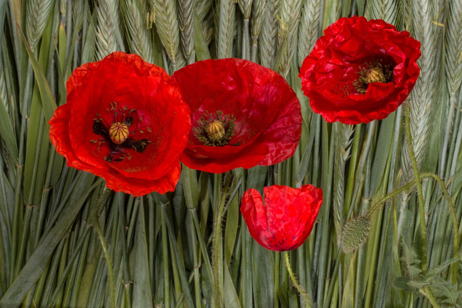 Canon EF-S 60mm F2.8 Macro USM sample photo. Poppy, klatschmohn, cereals photography