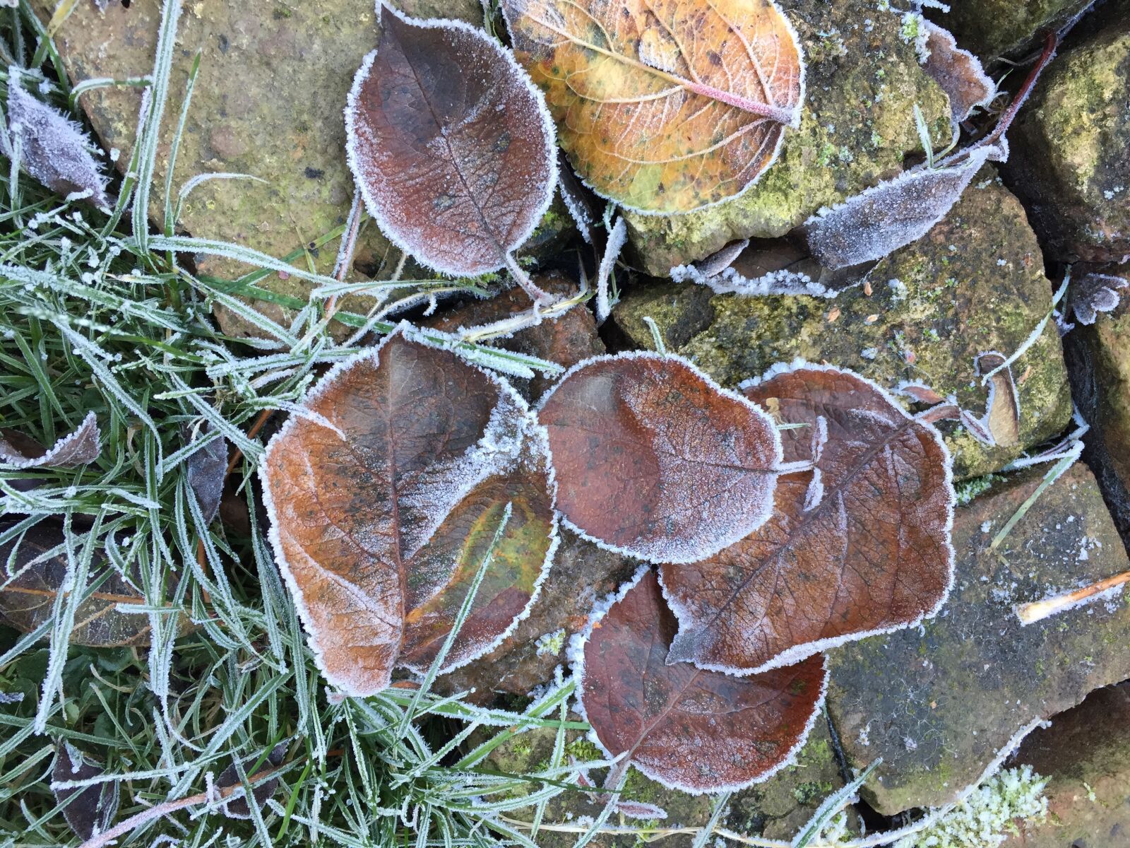 Apple iPhone 6 sample photo. Frozen leaves, winter, jelly photography