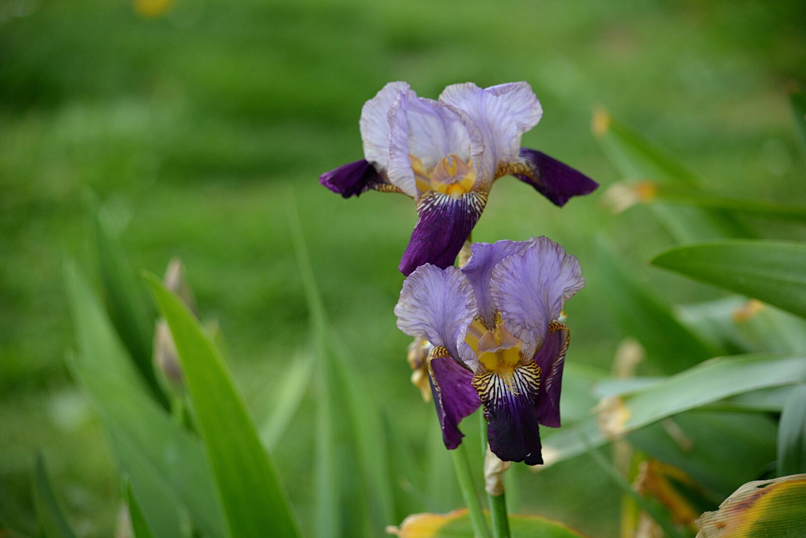 Nikon D5200 sample photo. Iris, flora, flowers photography
