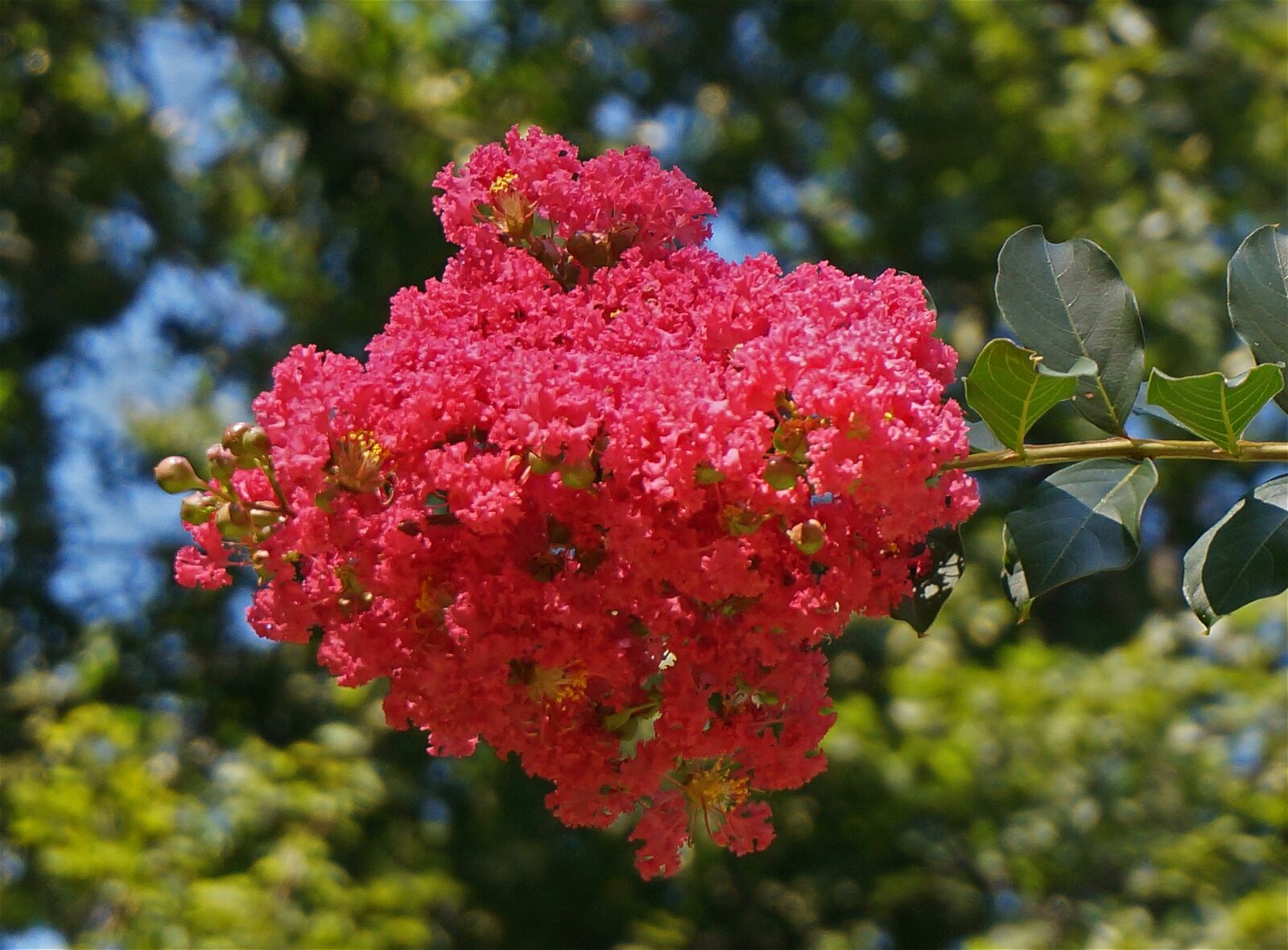Sony Alpha NEX-5T sample photo. Crepe myrtle blossoms, crepe photography