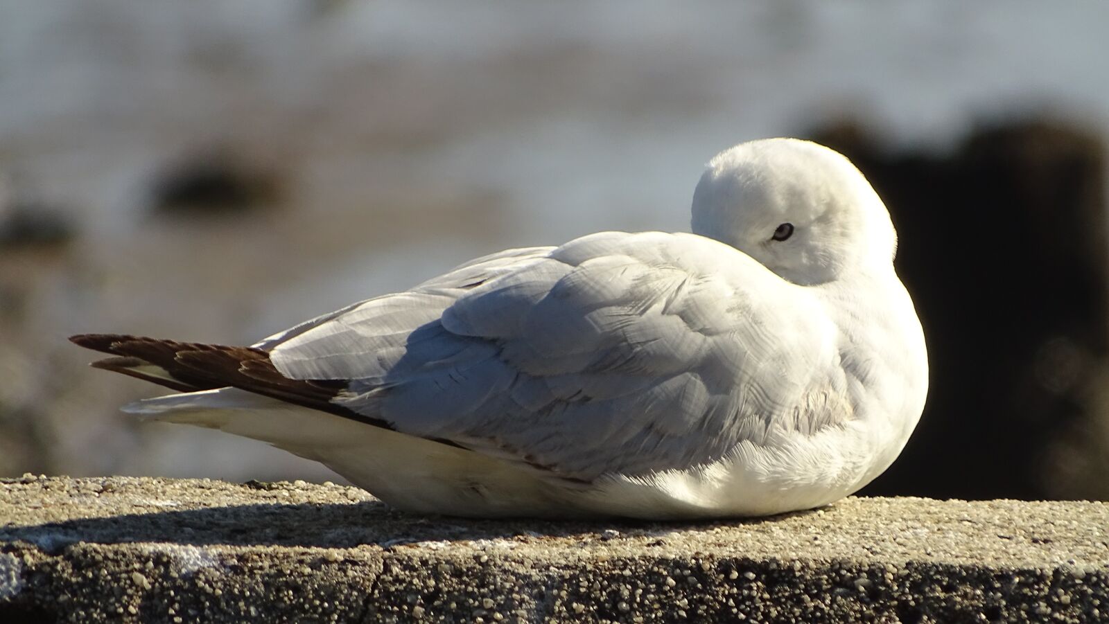 Sony Cyber-shot DSC-HX400V sample photo. Seagull, bird, resting photography