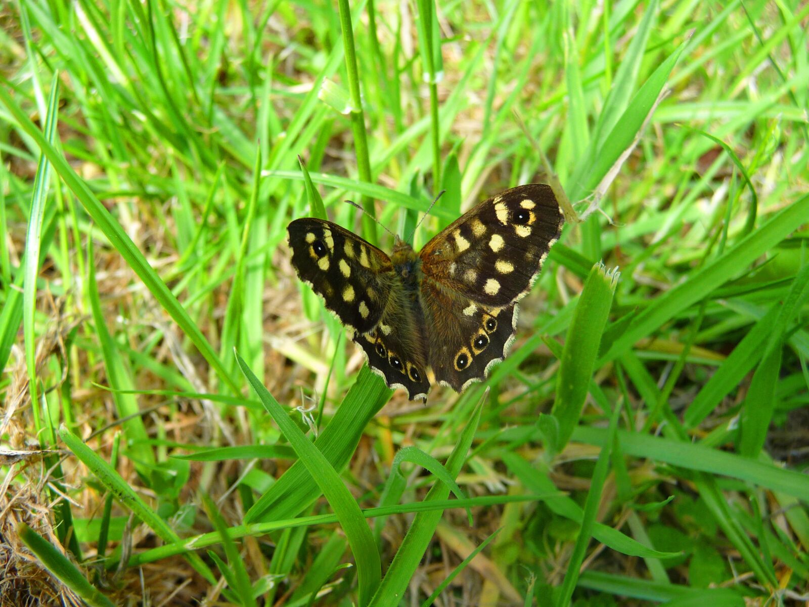 Panasonic Lumix DMC-TZ5 sample photo. Butterfly, bug, green photography