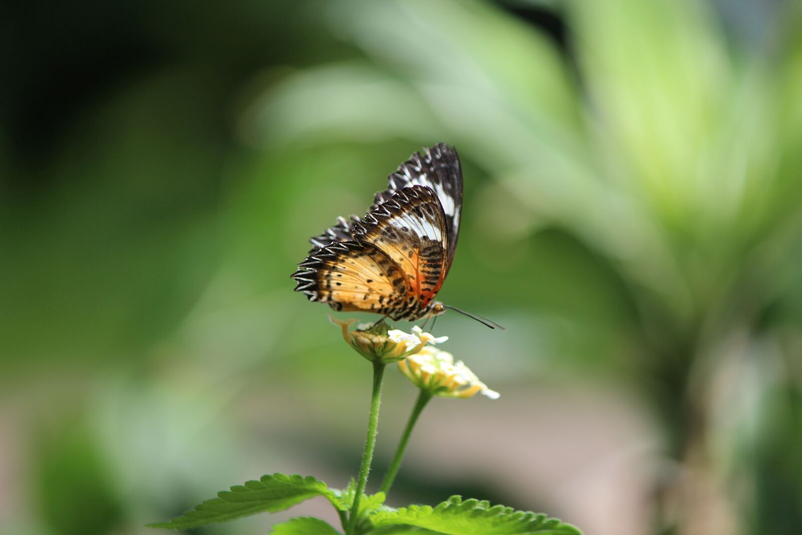 Canon EOS 600D (Rebel EOS T3i / EOS Kiss X5) sample photo. Butterfly, nature, wing photography