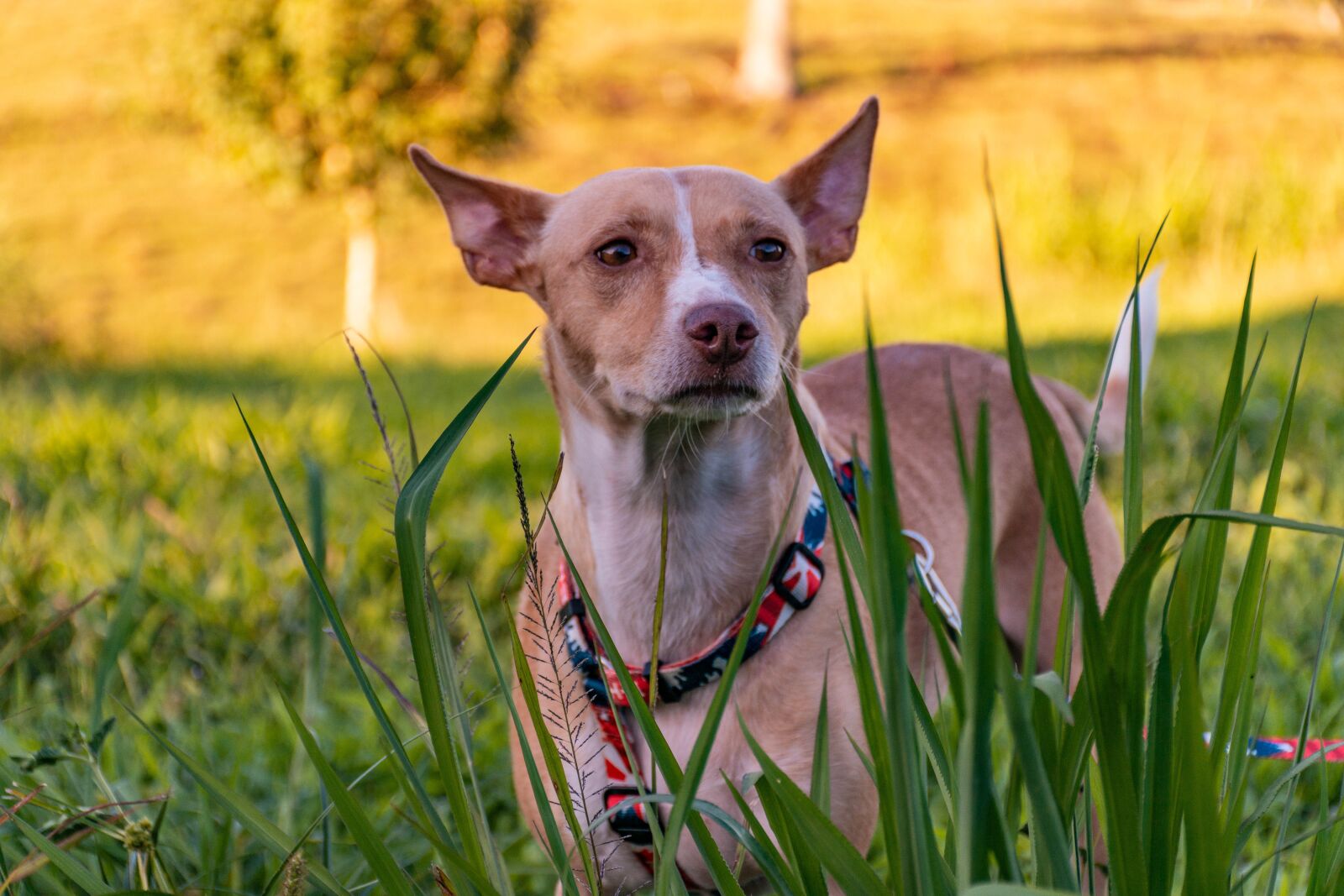 Nikon D7200 sample photo. Dog, grass, nature photography