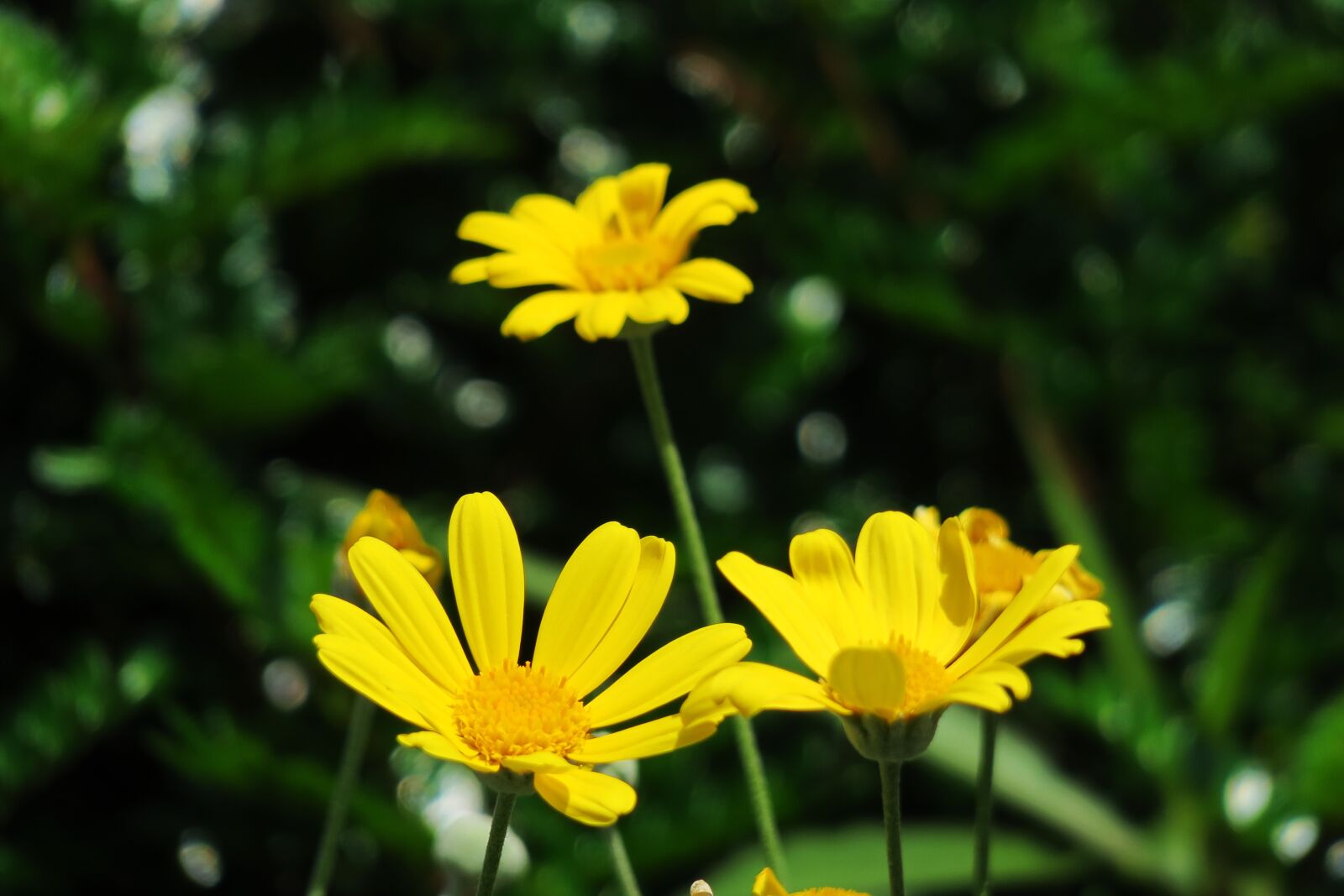 Canon PowerShot G3 X sample photo. Nature, plant, flower photography