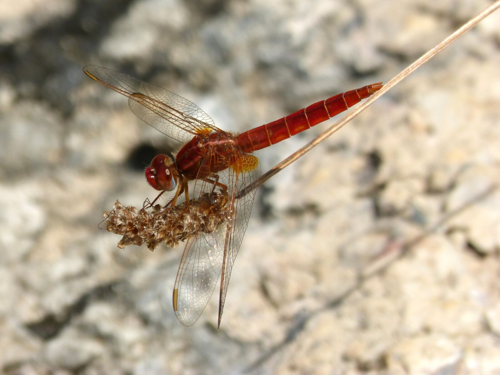 Panasonic DMC-FZ62 sample photo. Dragonfly, red dragonfly, erythraea photography