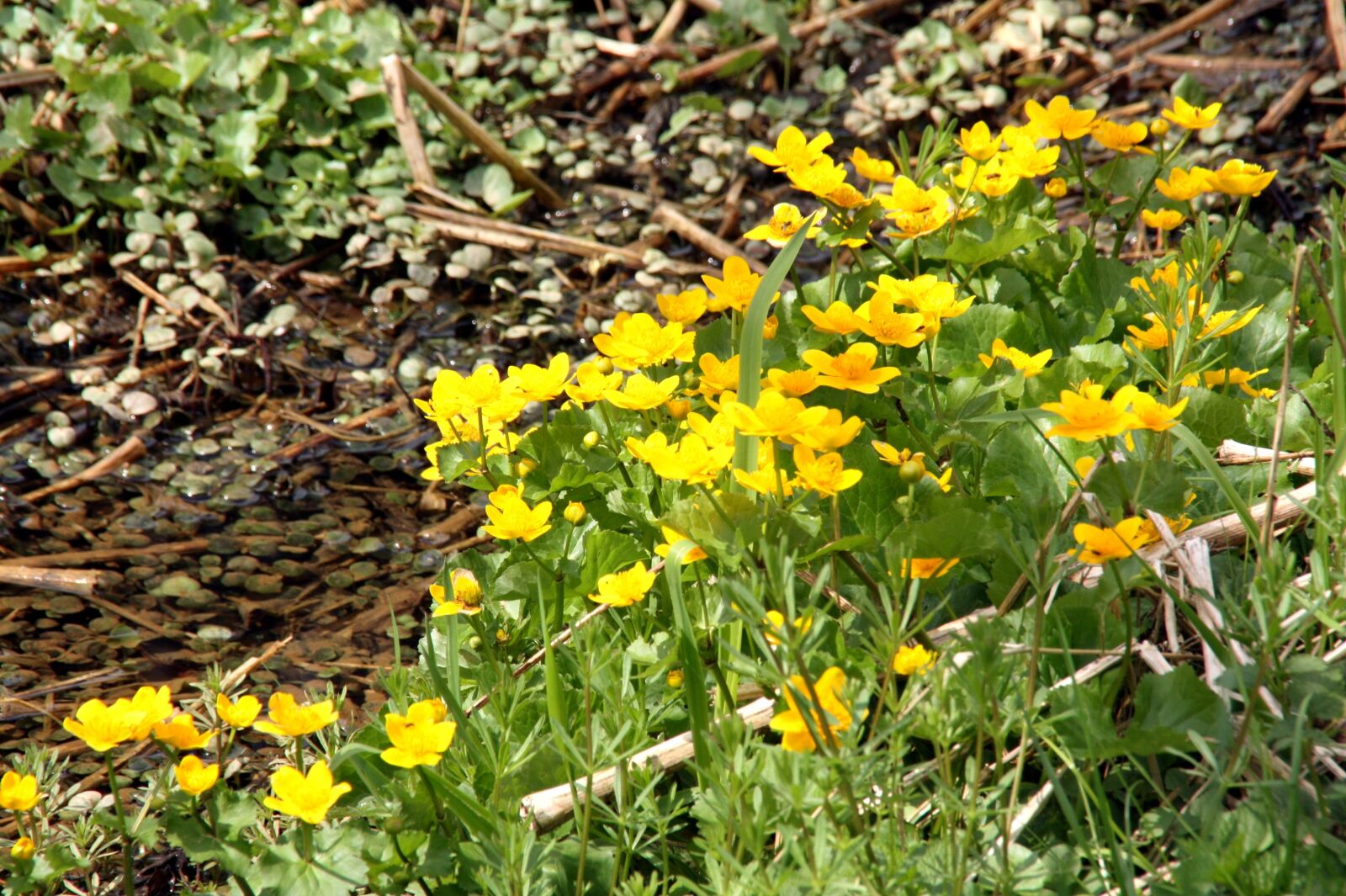 Canon EOS 450D (EOS Rebel XSi / EOS Kiss X2) sample photo. Caltha palustris, spring, nature photography