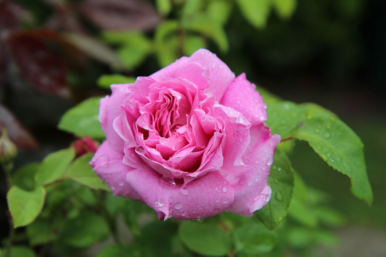 Canon EOS 600D (Rebel EOS T3i / EOS Kiss X5) sample photo. Pink, pink rose, rosebush photography
