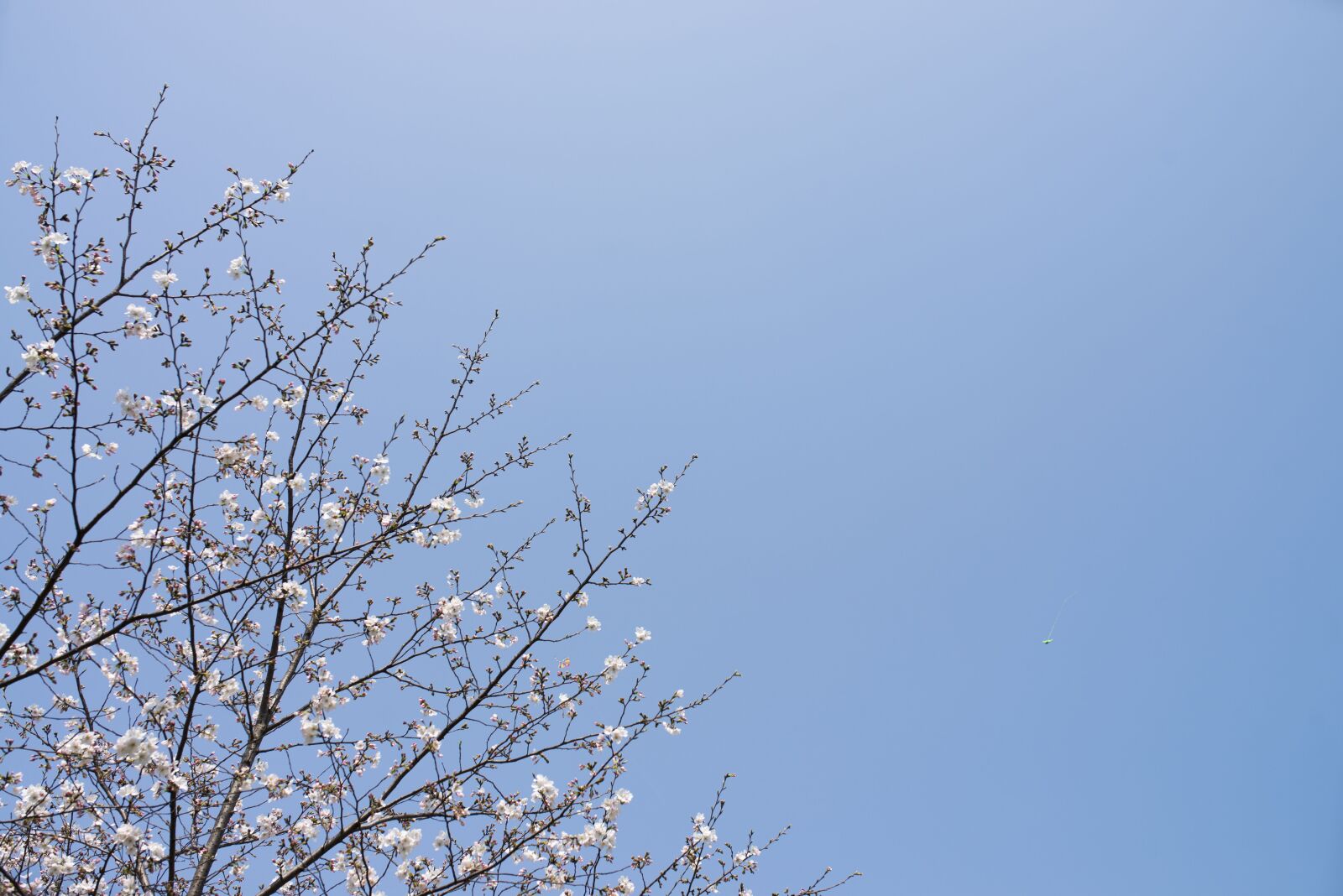 Nikon D610 sample photo. Sky, flower, peach blossom photography