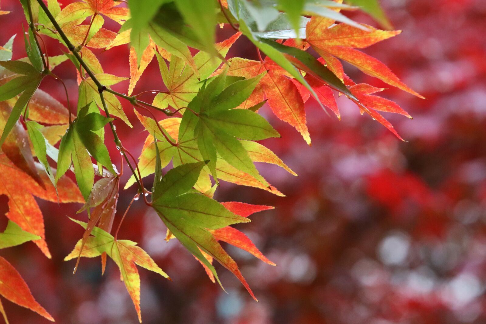 Canon EF 70-200mm F2.8L USM sample photo. Autumn leaves, maple, autumn photography
