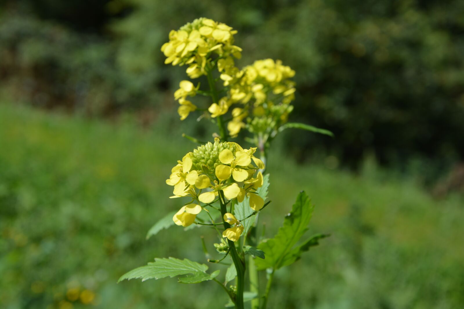 Nikon D5200 sample photo. Yellow flowers, prairie, field photography