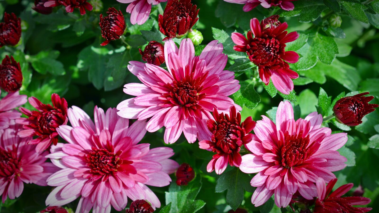 Nikon D5200 sample photo. Chrysanthemums, flower, plant photography